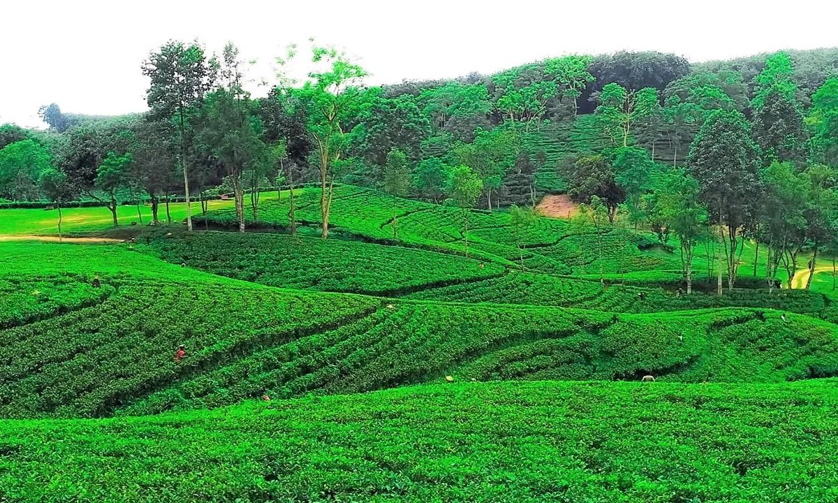 চা বাগান। ছবি- সংগৃহীত