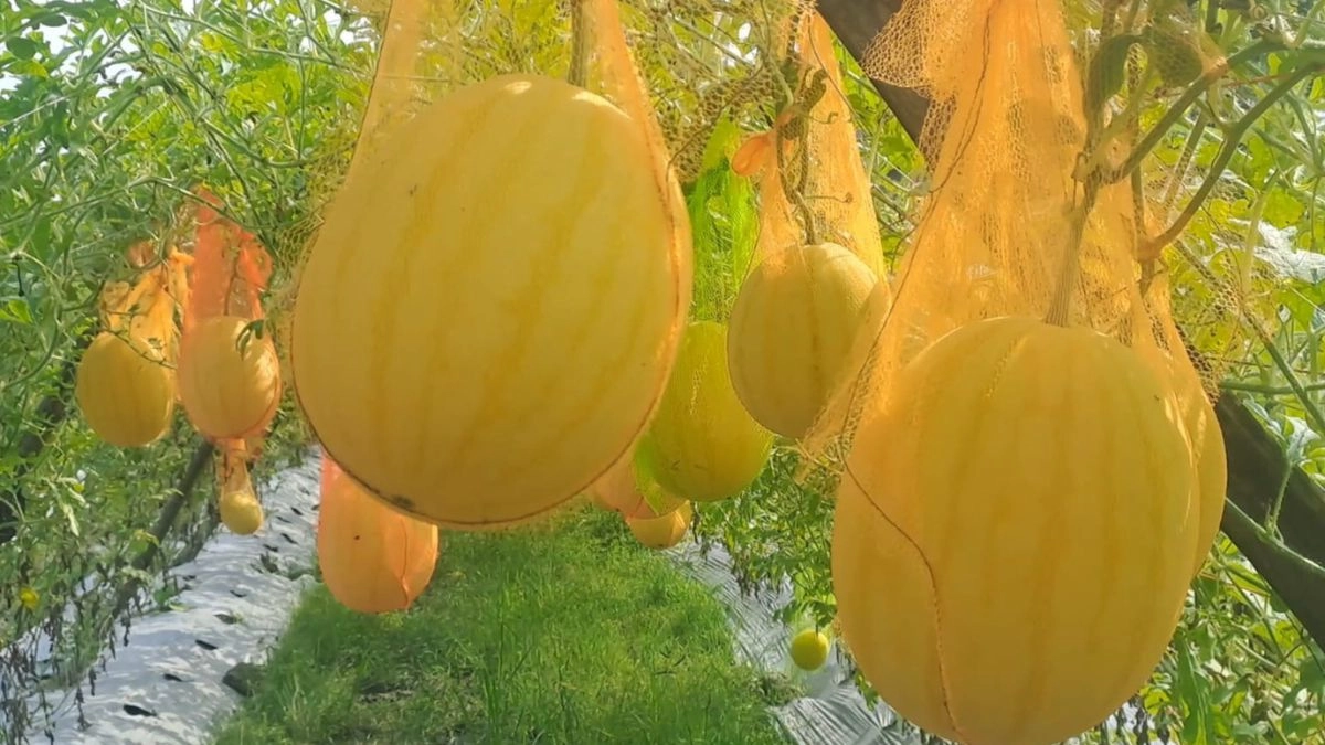 খালিদ হাসান দিপুর চাষ করা তরমুজ ঝুলছে মাচায় । ছবি- রূপালী বাংলাদেশ