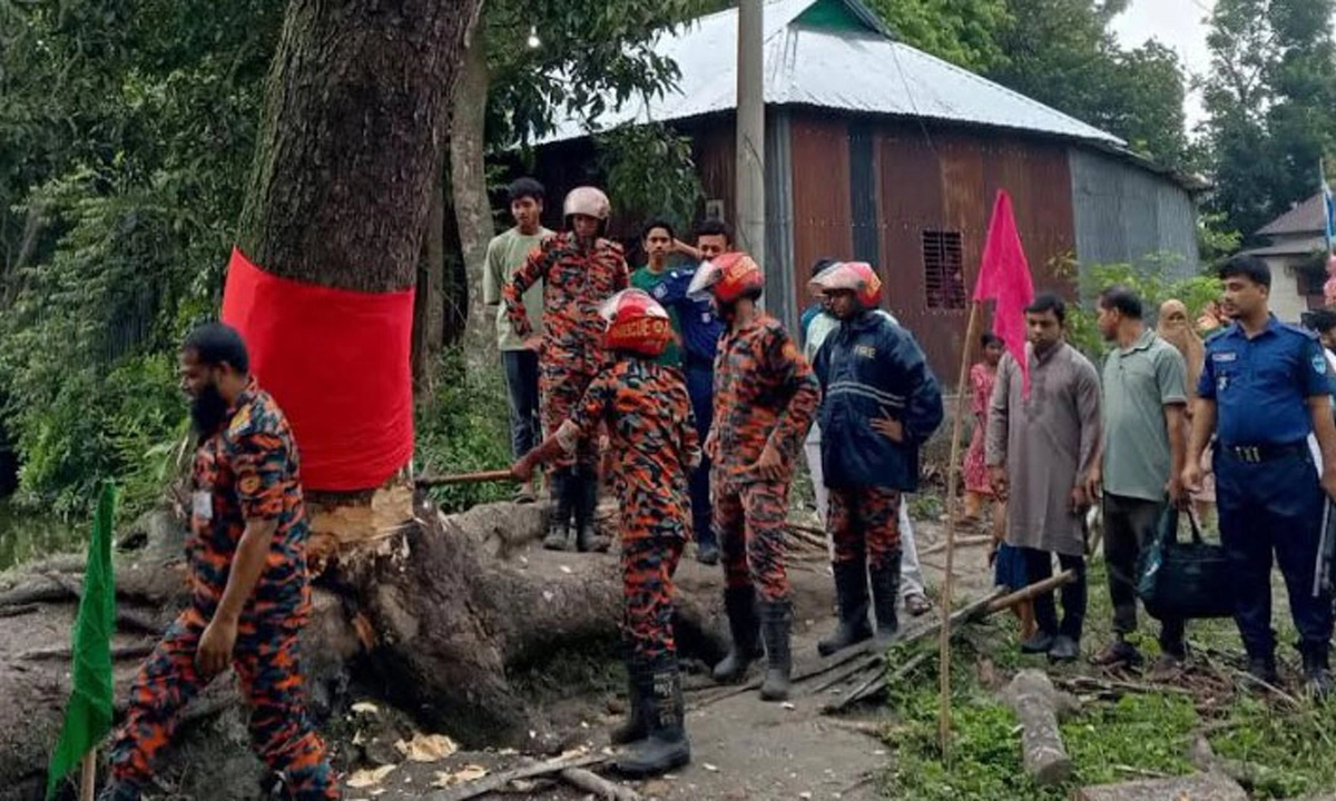 ভাইরাল সেই গাছ কাটল প্রশাসন। ছবি : সংগৃহীত
