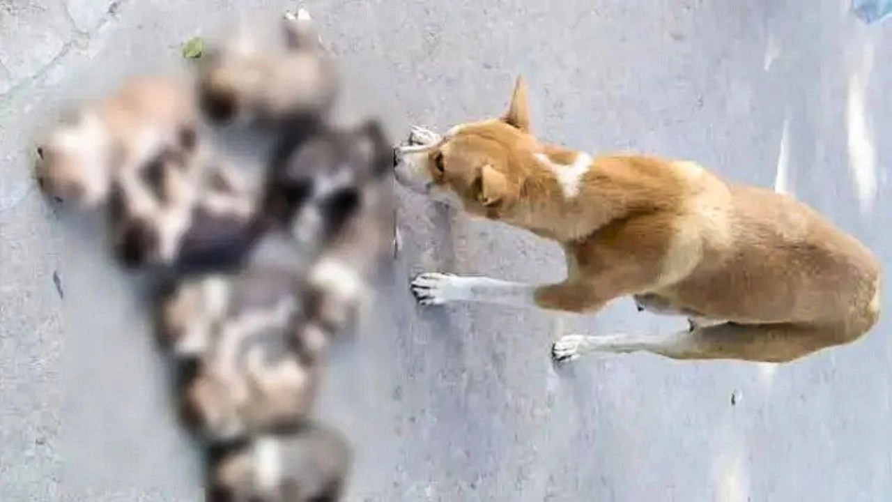 ৮ কুকুর ছানা হত্যা: ইসলামে এমন নিষ্ঠুরতার শাস্তি কী?