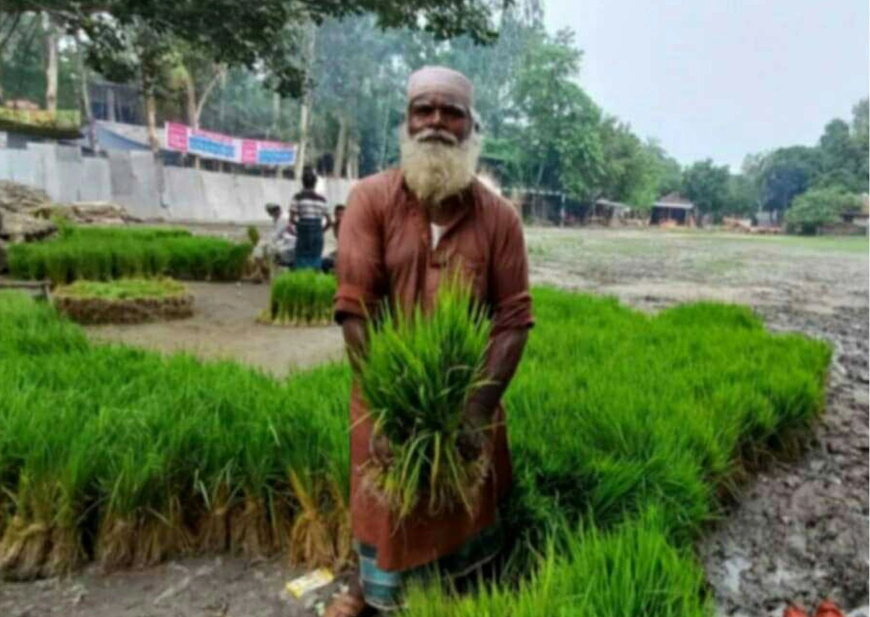 রোপা আমনের চারা বিক্রির ধুম