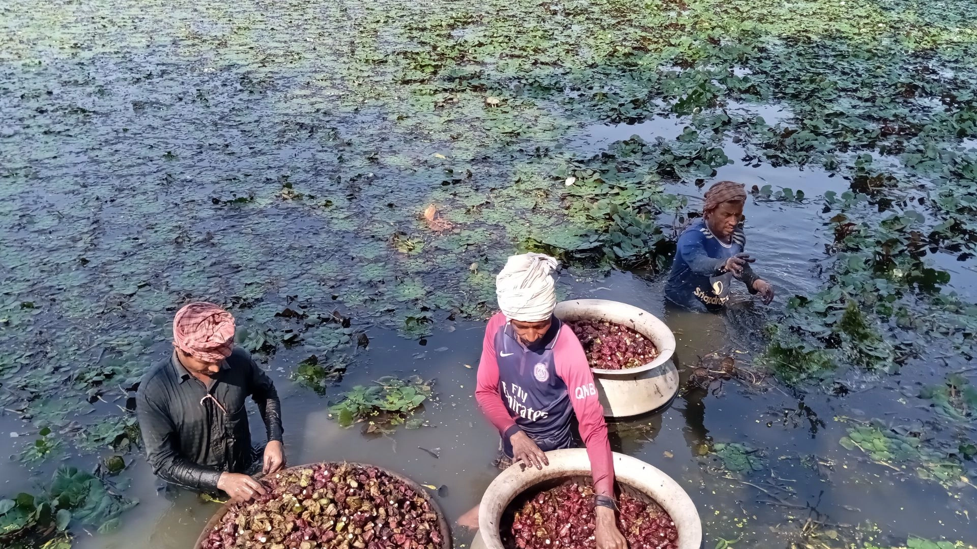 পতিত জমিতে পানিফল  চাষে ভাগ্যবদল কৃষকের