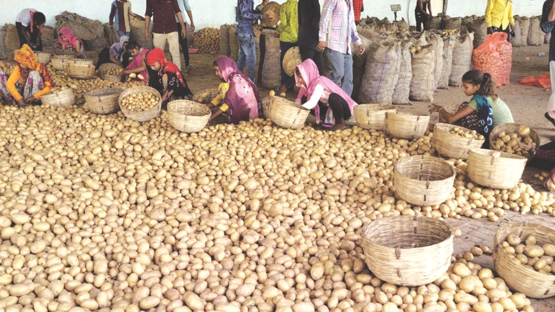 অতিরিক্ত উৎপাদনে কমেছে আলুর দাম