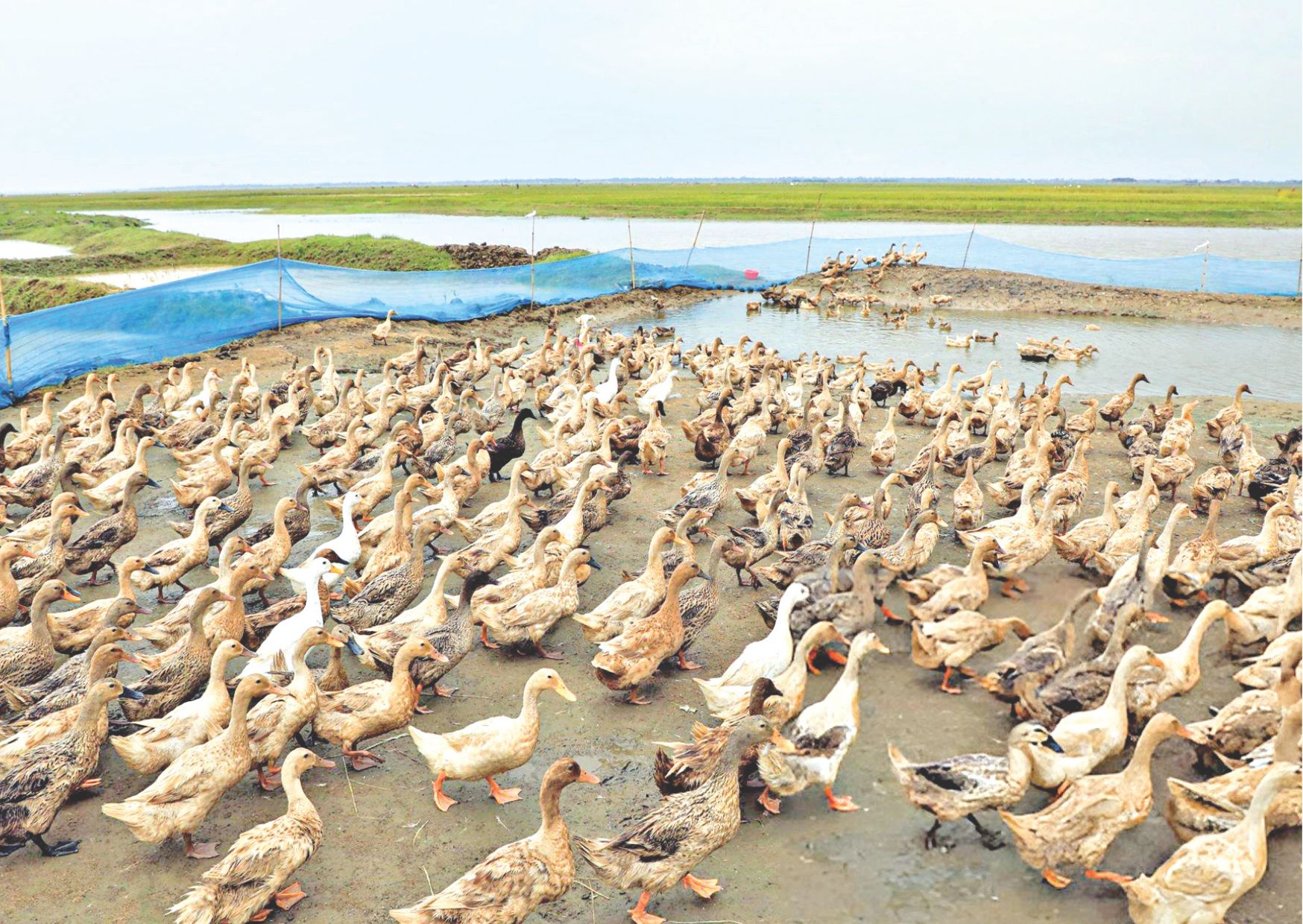 হাঁস পালন - গ্রামীণ অর্থনীতির নতুন সম্ভাবনা