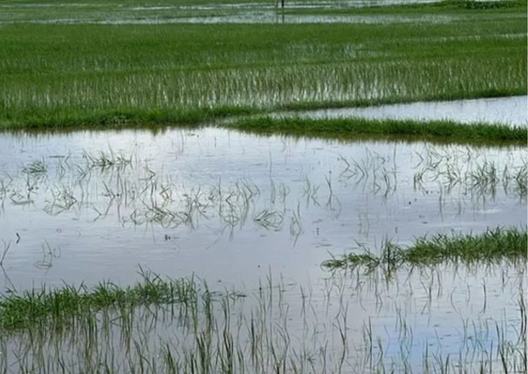 জলাবদ্ধতায় আমন নিয়ে বিপাকে চাষিরা