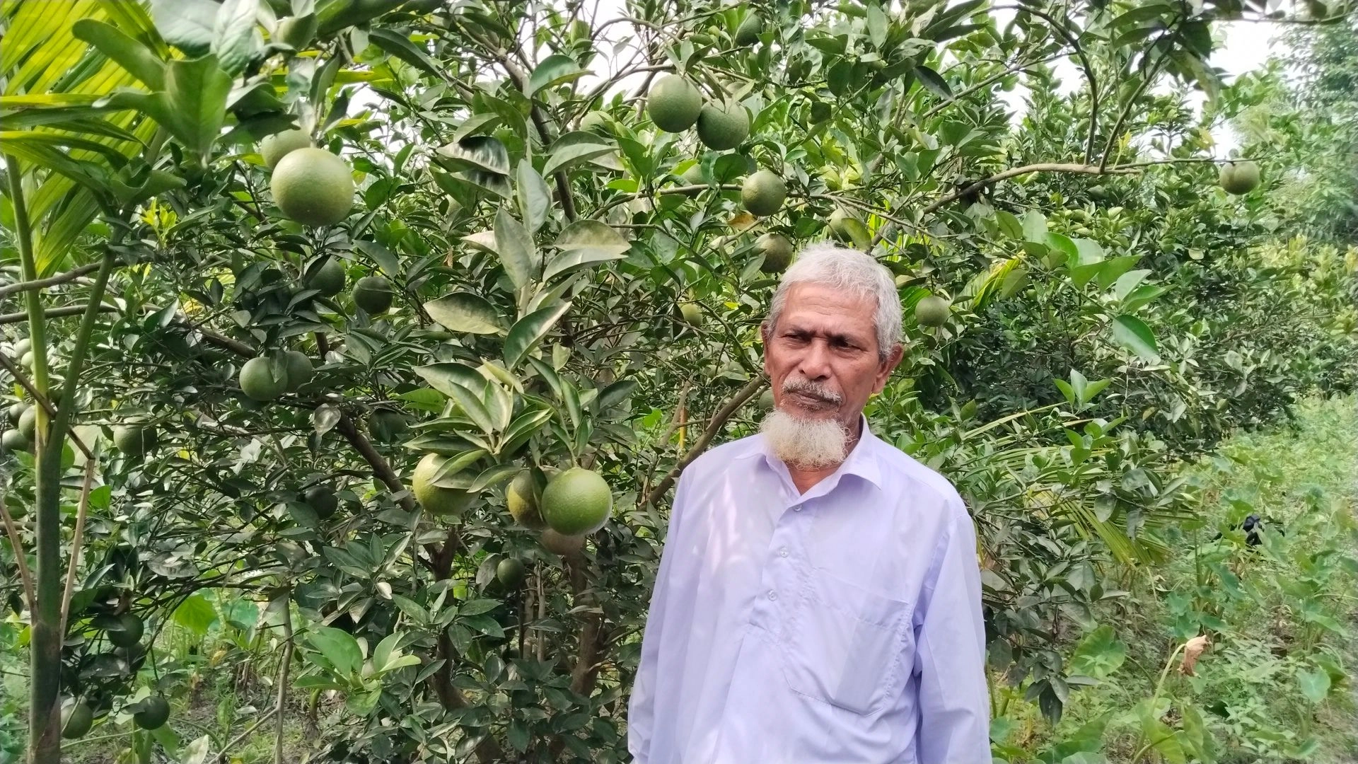 সবুজ পাতার ফাঁকে  রঞ্জু মিয়ার রঙিন স্বপ্ন