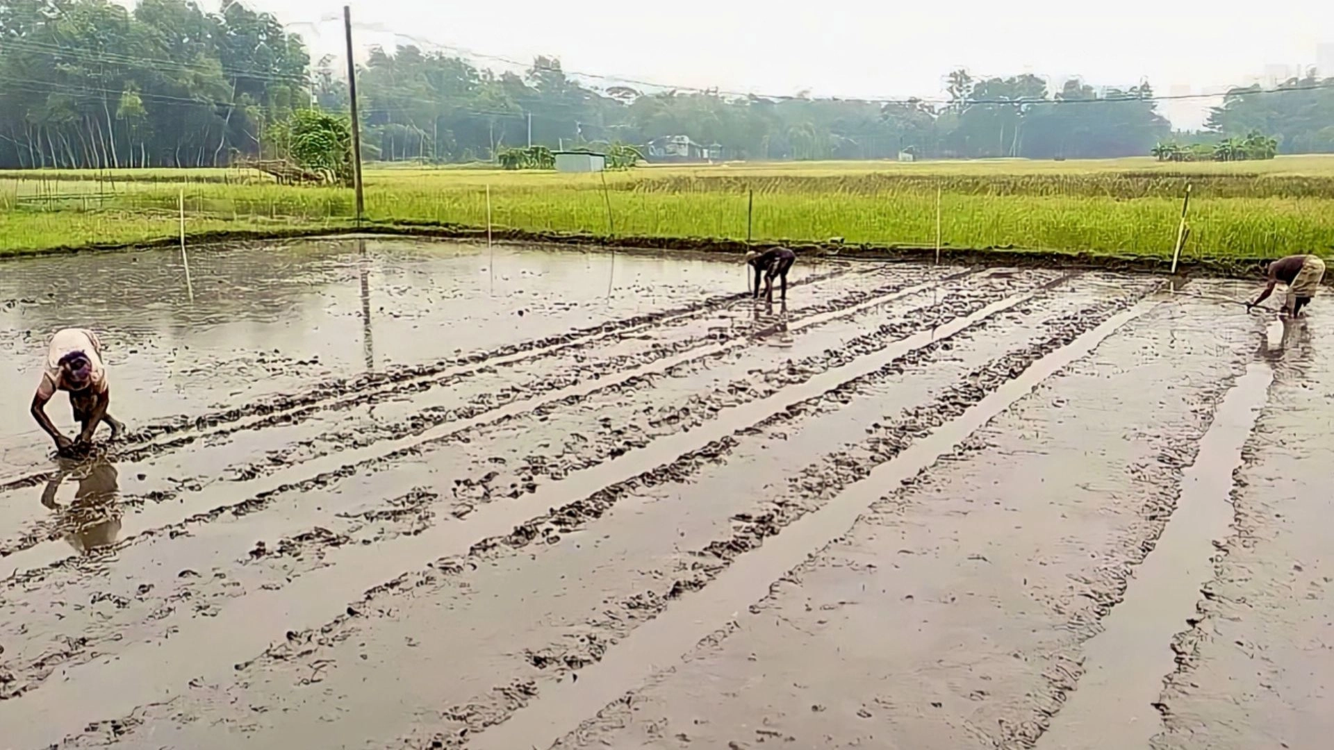 বোরোর বীজতলা তৈরিতে ব্যস্ত কৃষক