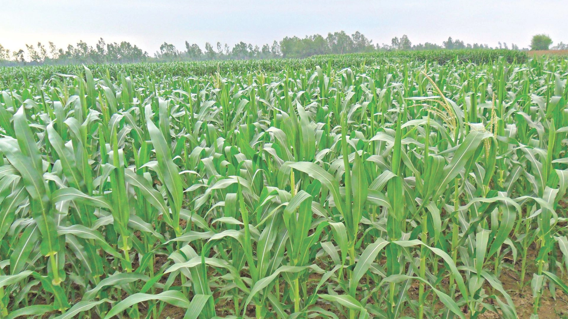 সম্ভাবনার সোনালি ফসল