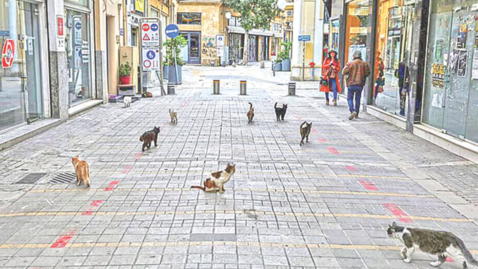 মানুষের চেয়ে বিড়ালের  সংখ্যা বেশি যে দেশে