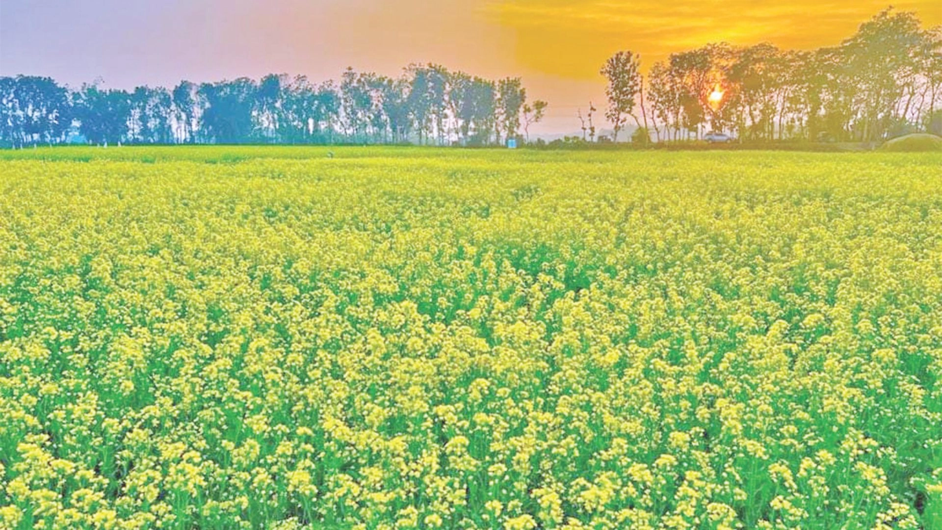 নিরাপদ থাকবে রবিশস্য