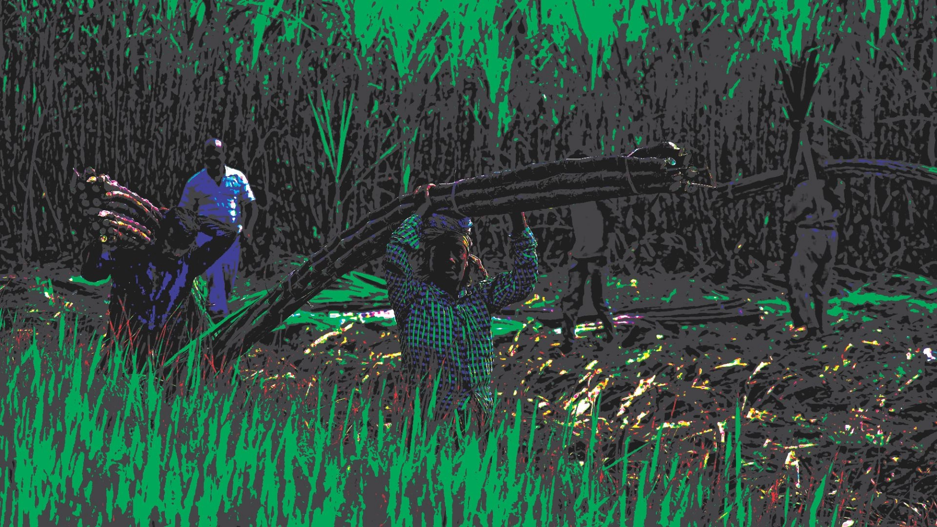 দেশের মাটিতে চাষ করুন ফিলিপাইনের কালো আখ