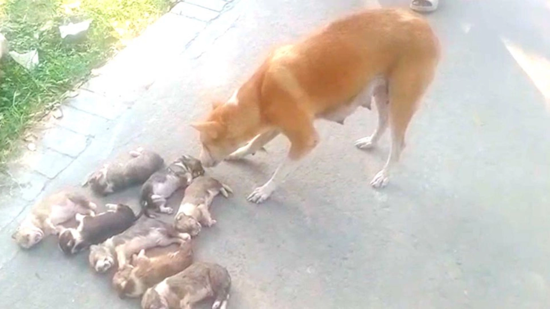 ৮ কুকুর ছানাকে বস্তাবন্দি করে  পানিতে ডুবিয়ে হত্যা