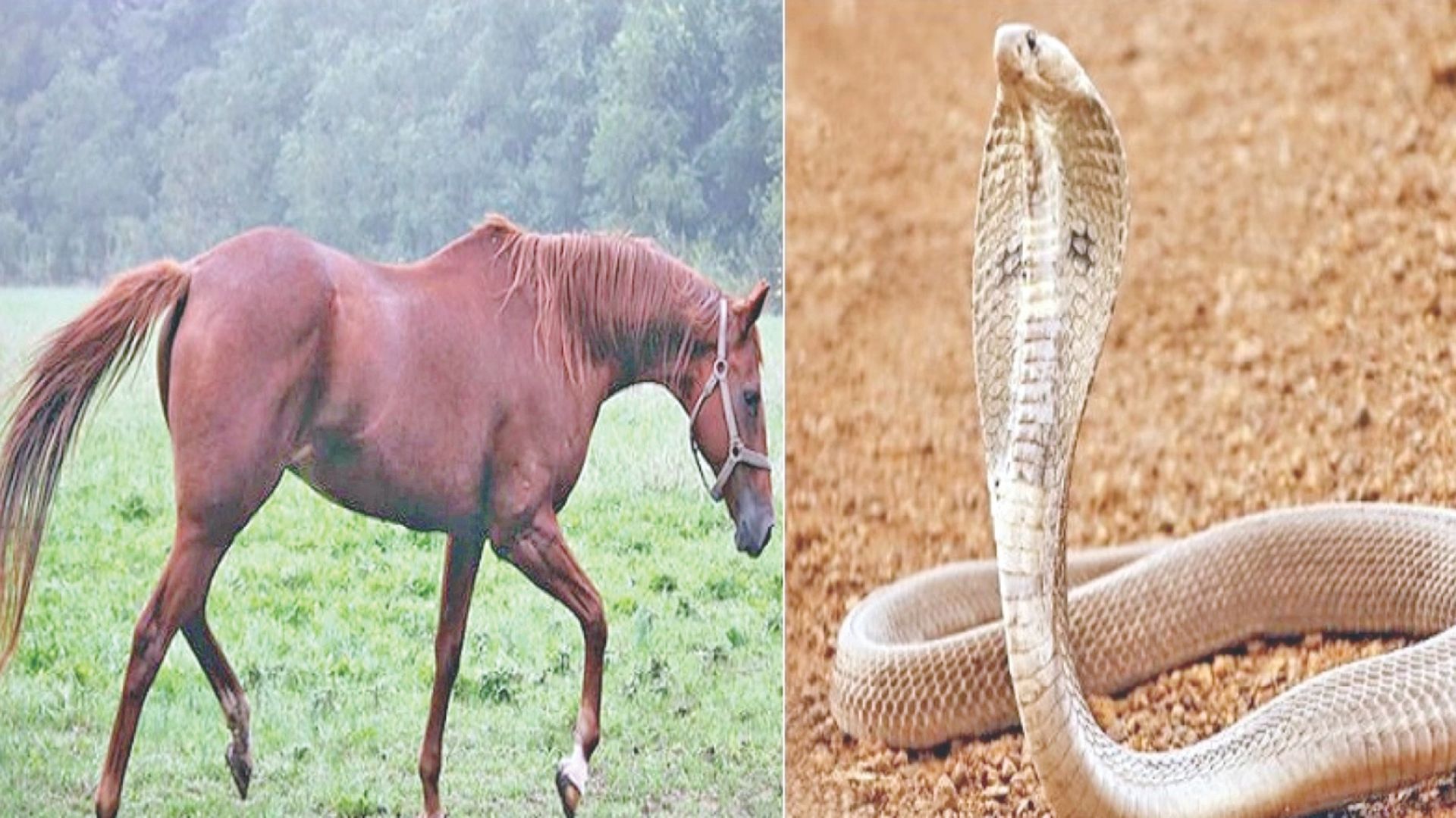 যে প্রাণী সাপের  কামড়েও মরে না