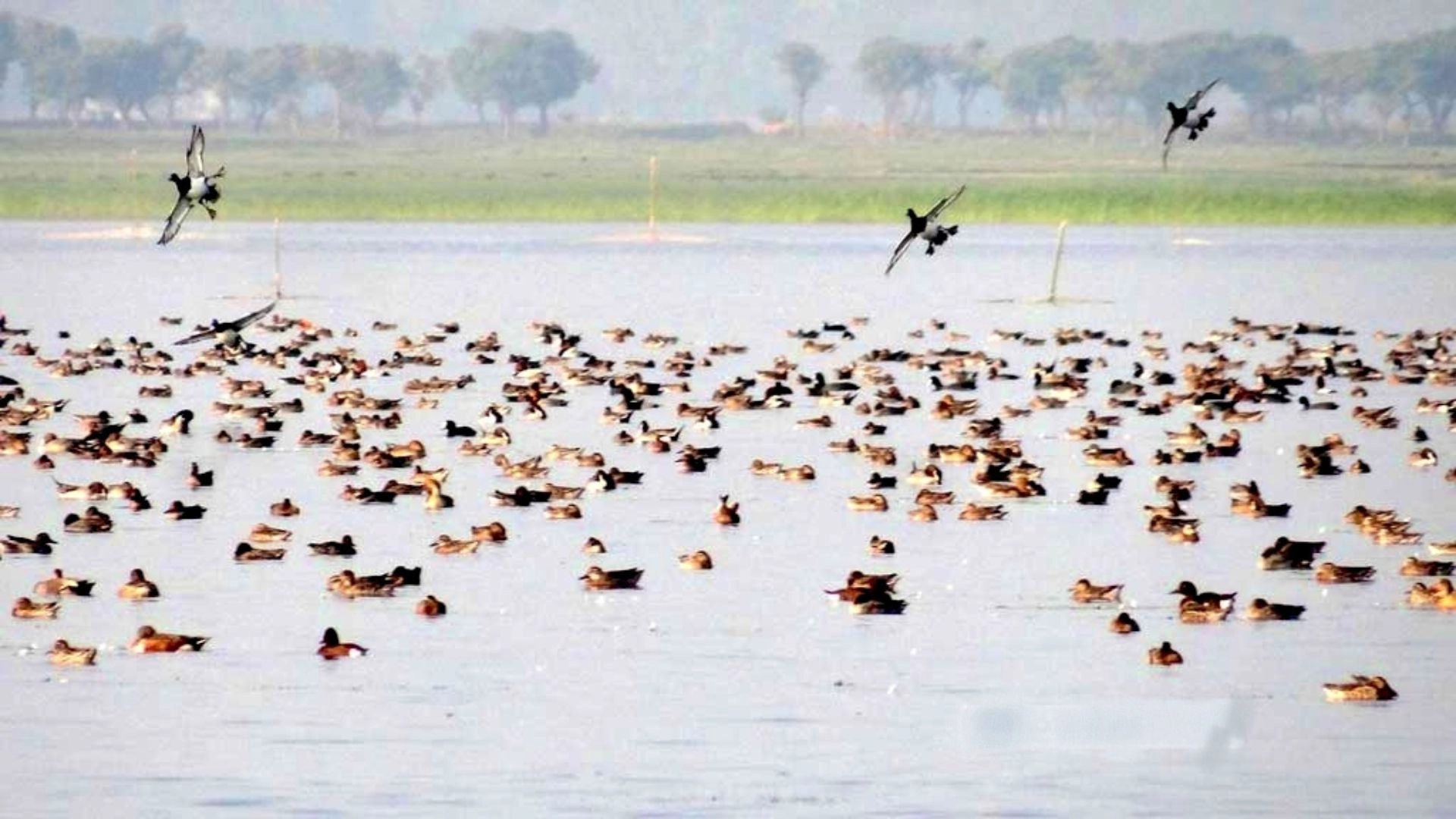 টাঙ্গুয়ার হাওড়ে নেই  কাক্সিক্ষত অতিথি পাখি