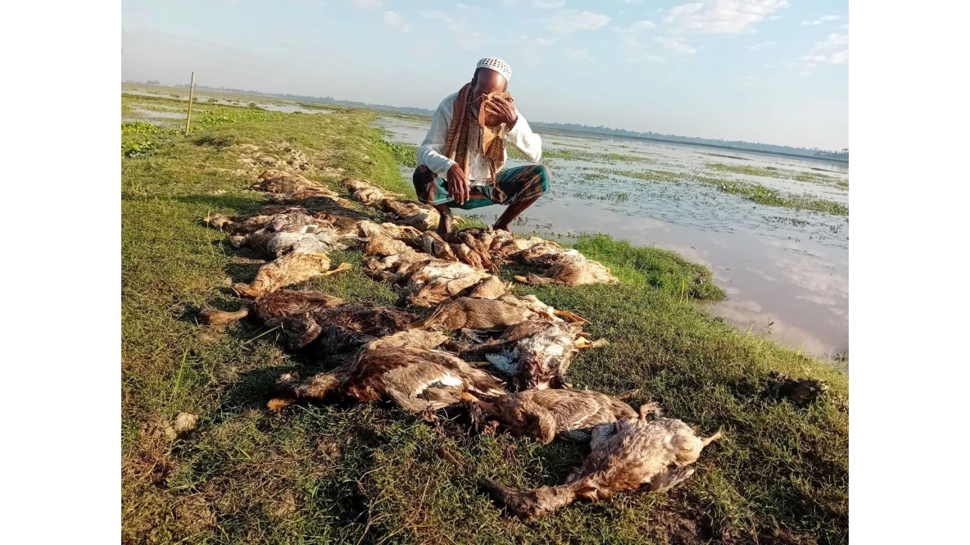 বিষমিশ্রিত ধান খেয়ে  ৩৩৫ হাঁসের মৃত্যু