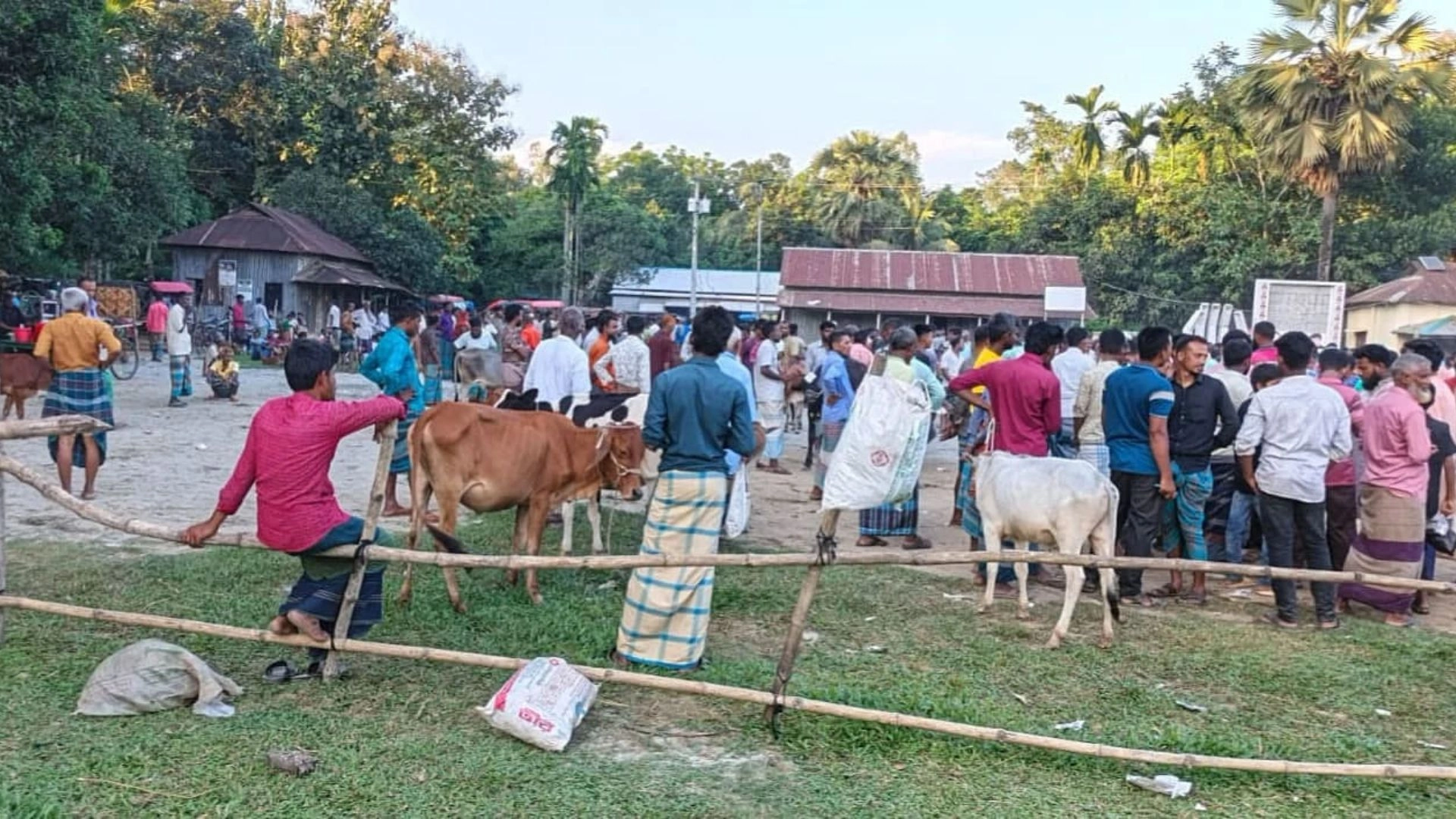 শতবর্ষী ফুটবল মাঠে  গরু-ছাগলের হাট