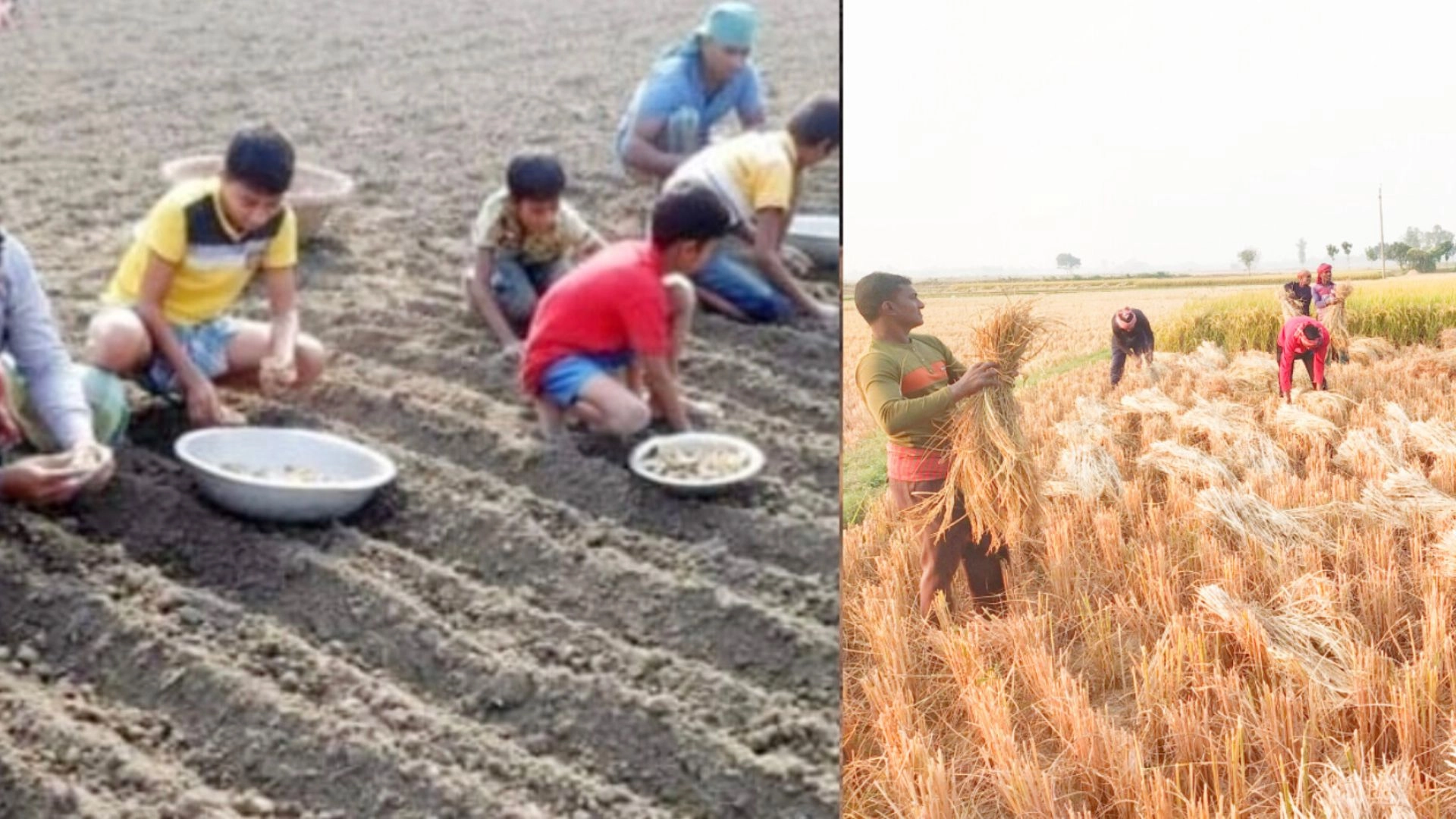 ধানকাটা ও আলু রোপণে  ব্যস্ত কৃষকরা