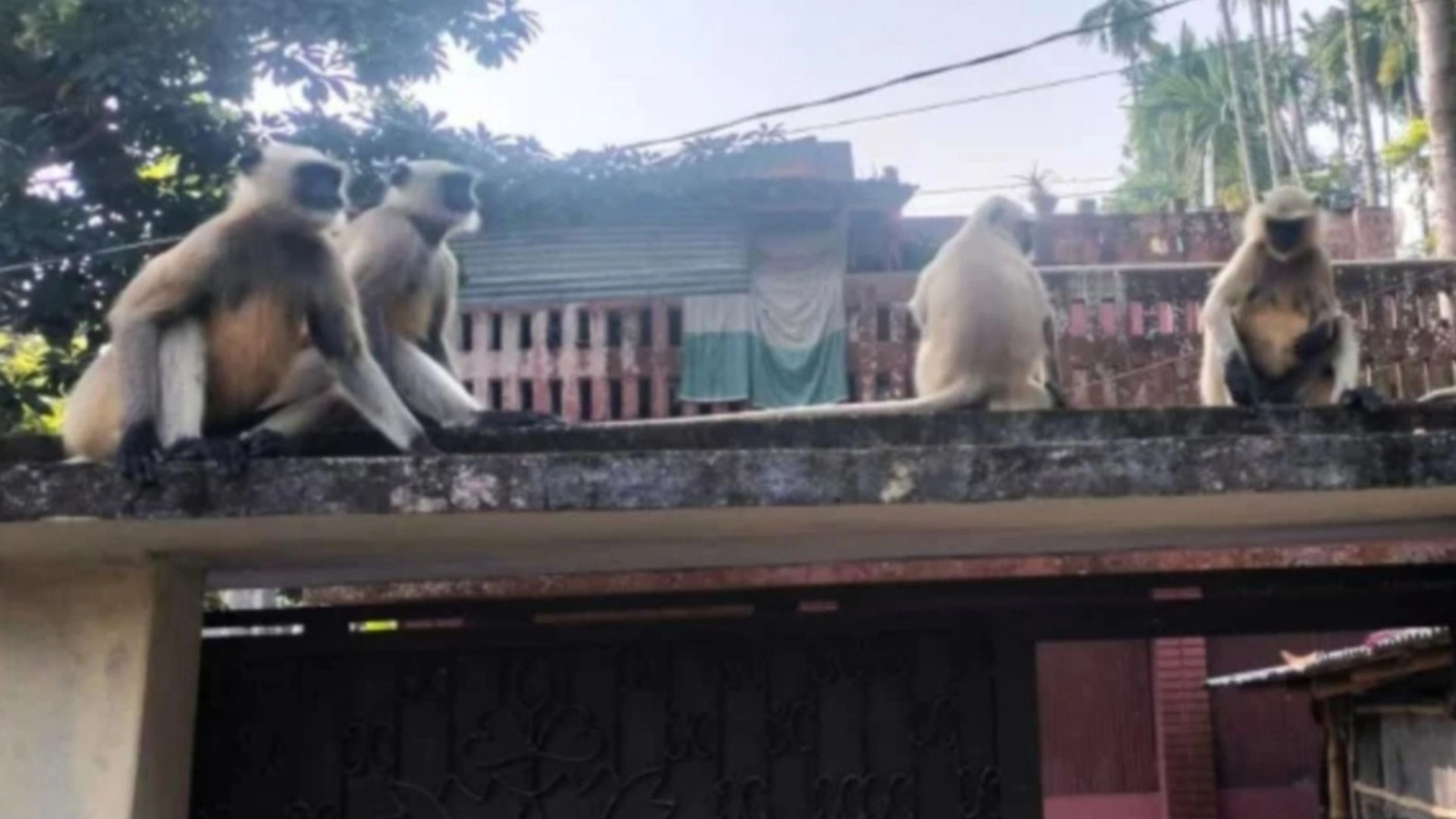 খাদ্যের সন্ধানে লোকালয়ে  কালো হনুমান