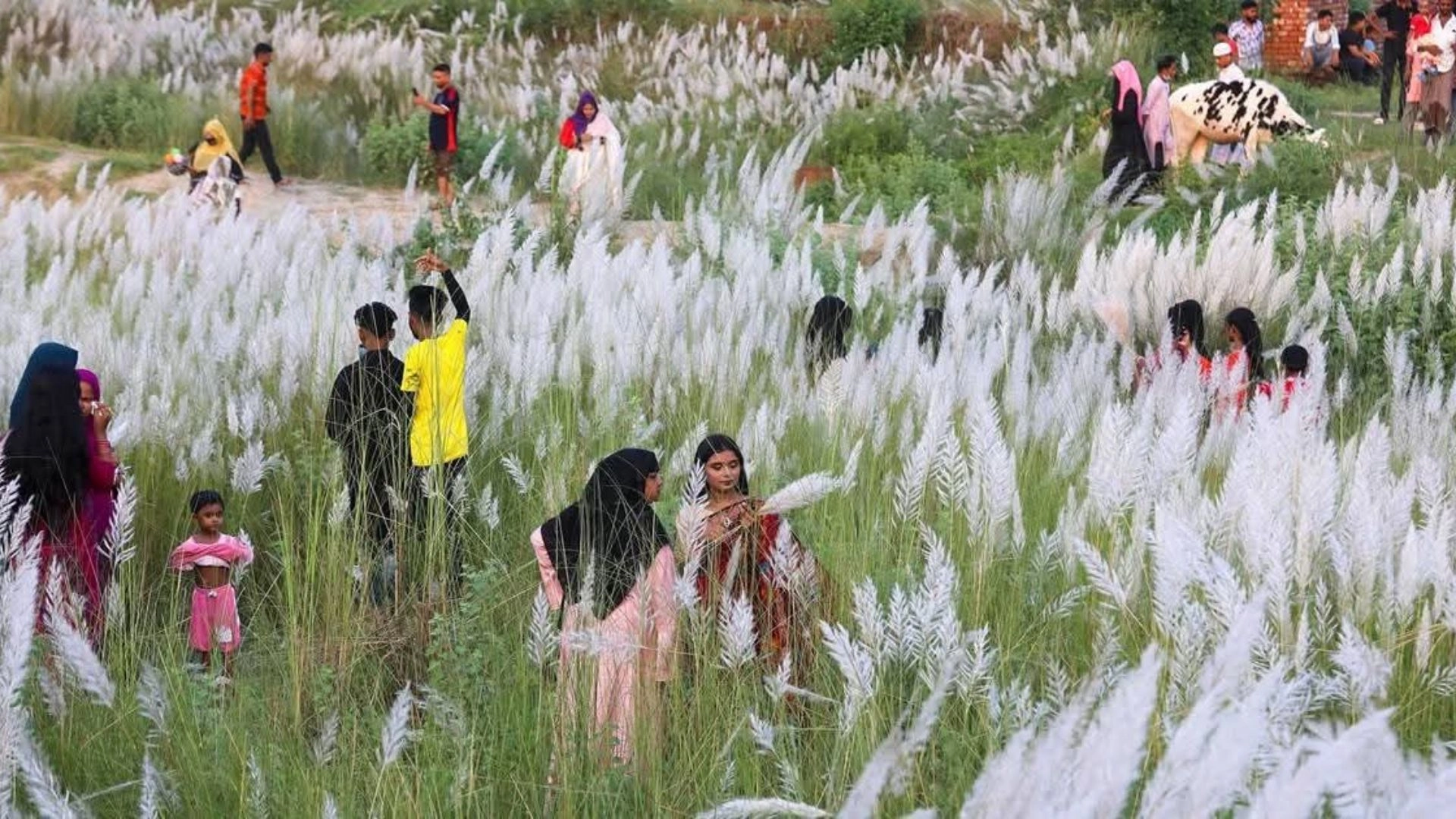 যমুনার চরজুড়ে সাদা  কাশফুলের মেলা