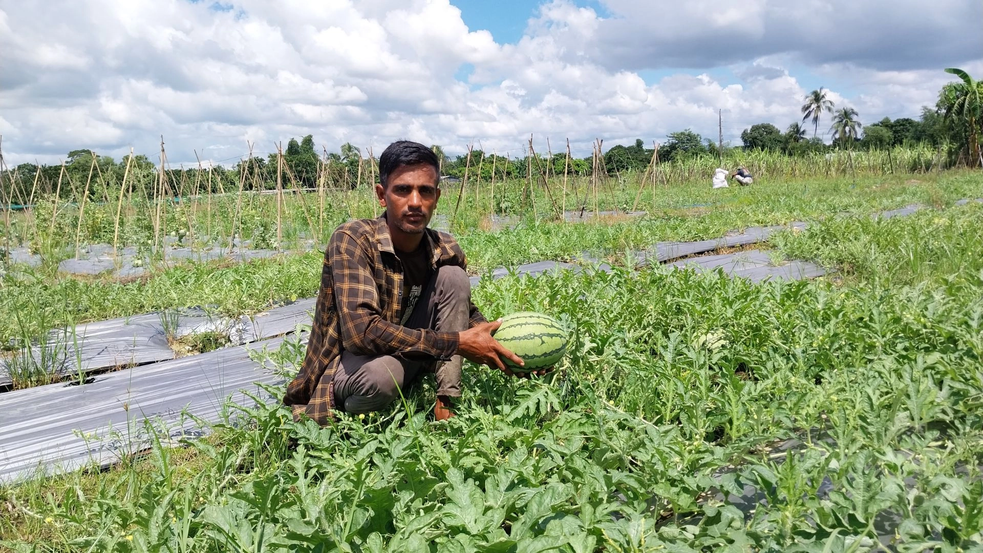 অসময়ে তরমুজ-সাম্মাম চাষে  সাফল্য মুস্তাকিমের