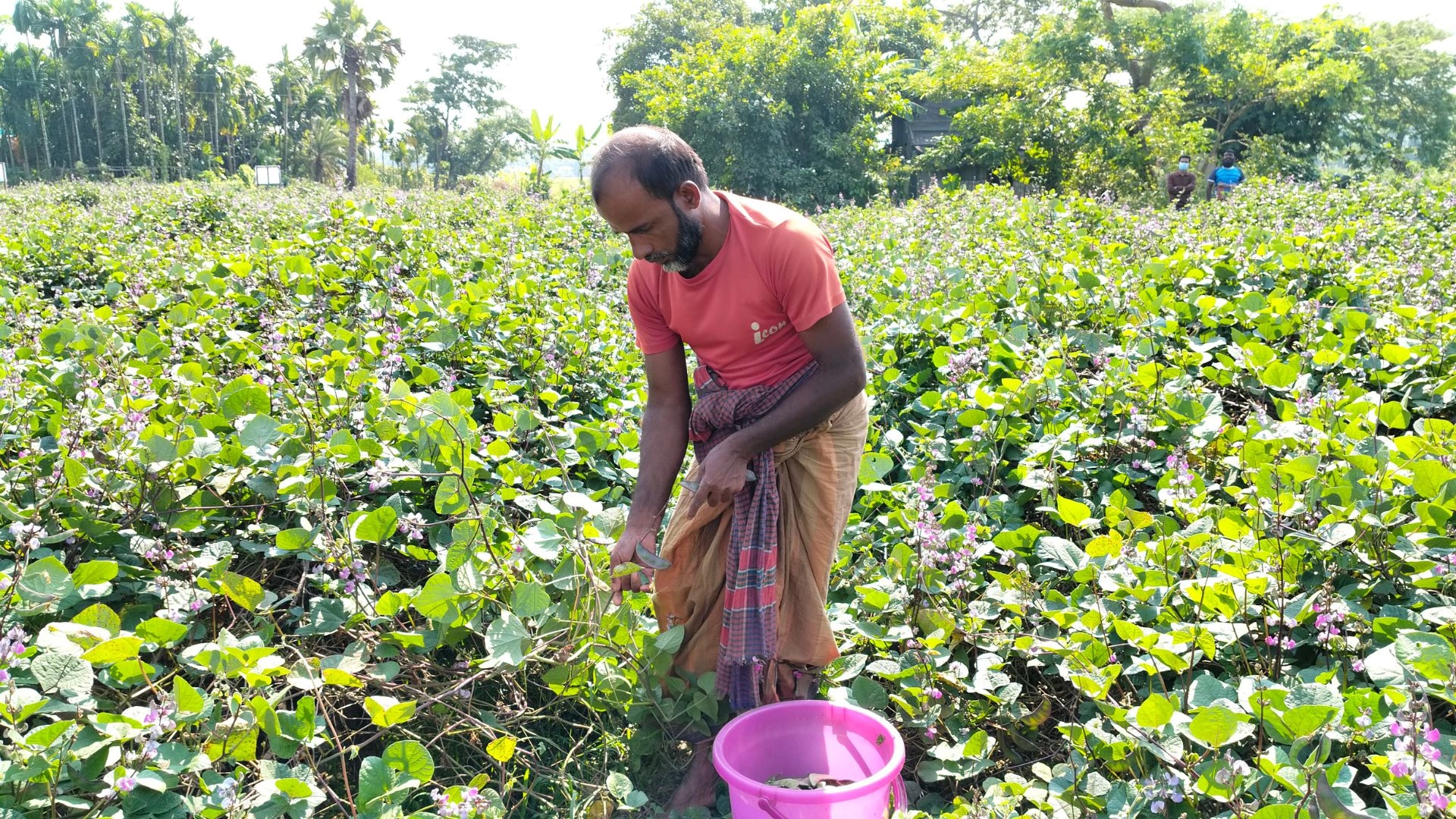 জনপ্রিয় হচ্ছে স্বর্জন পদ্ধতিতে  আগাম জাতের শিম চাষ