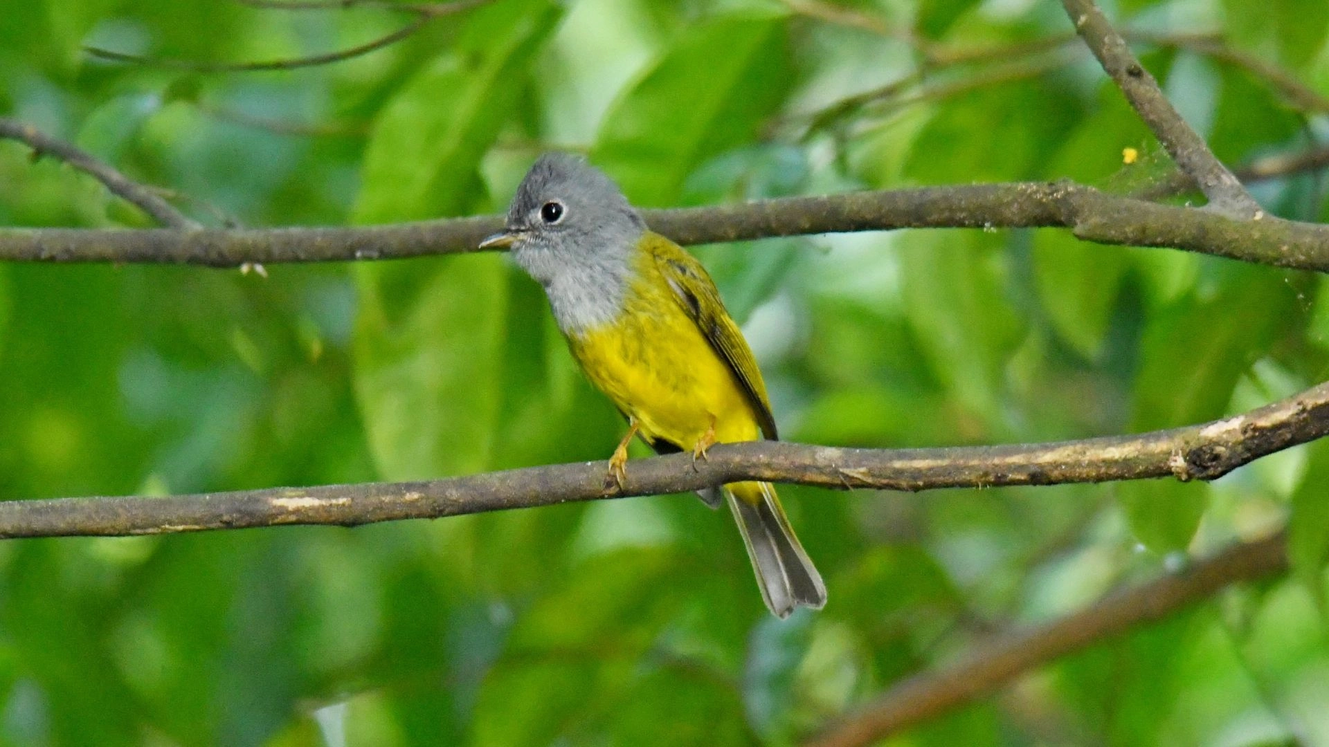 মুড়াছড়ার পরিযায়ী ফুটফুটি