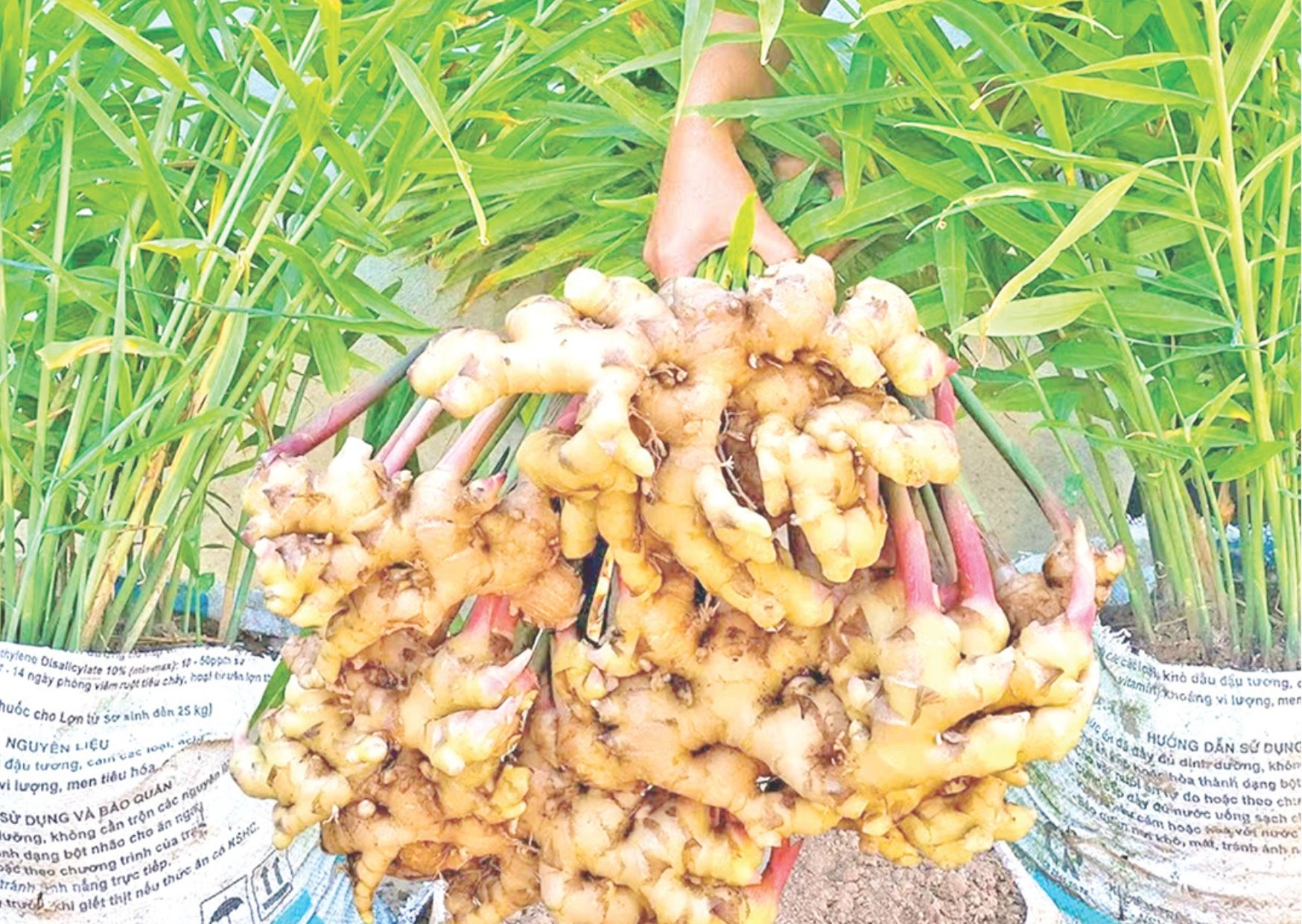 আদা চাষ