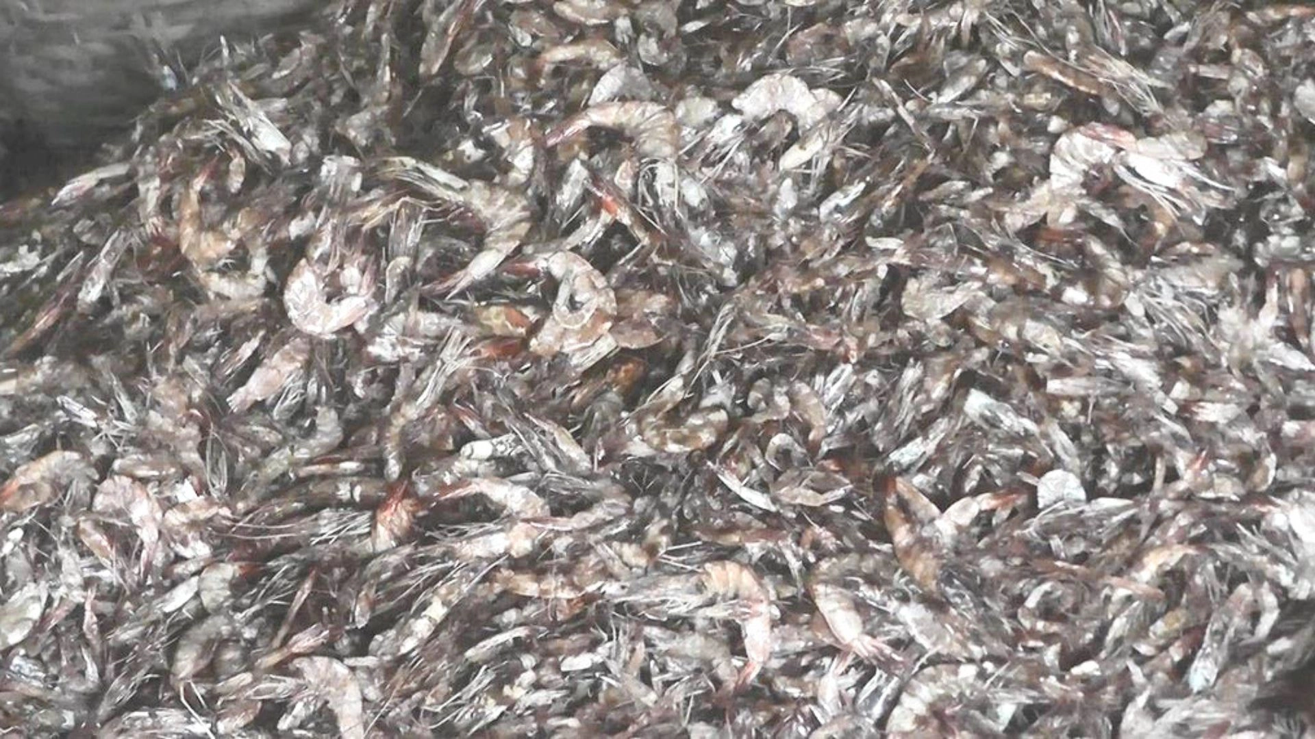 কাঠ পুড়িয়ে চিংড়ি শুকানো!