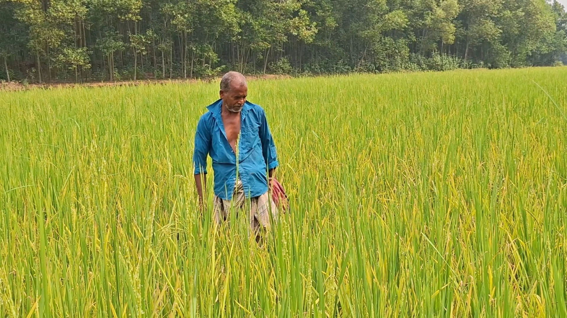 মাজরা পোকার আক্রমণে  দুশ্চিন্তায় কৃষকেরা