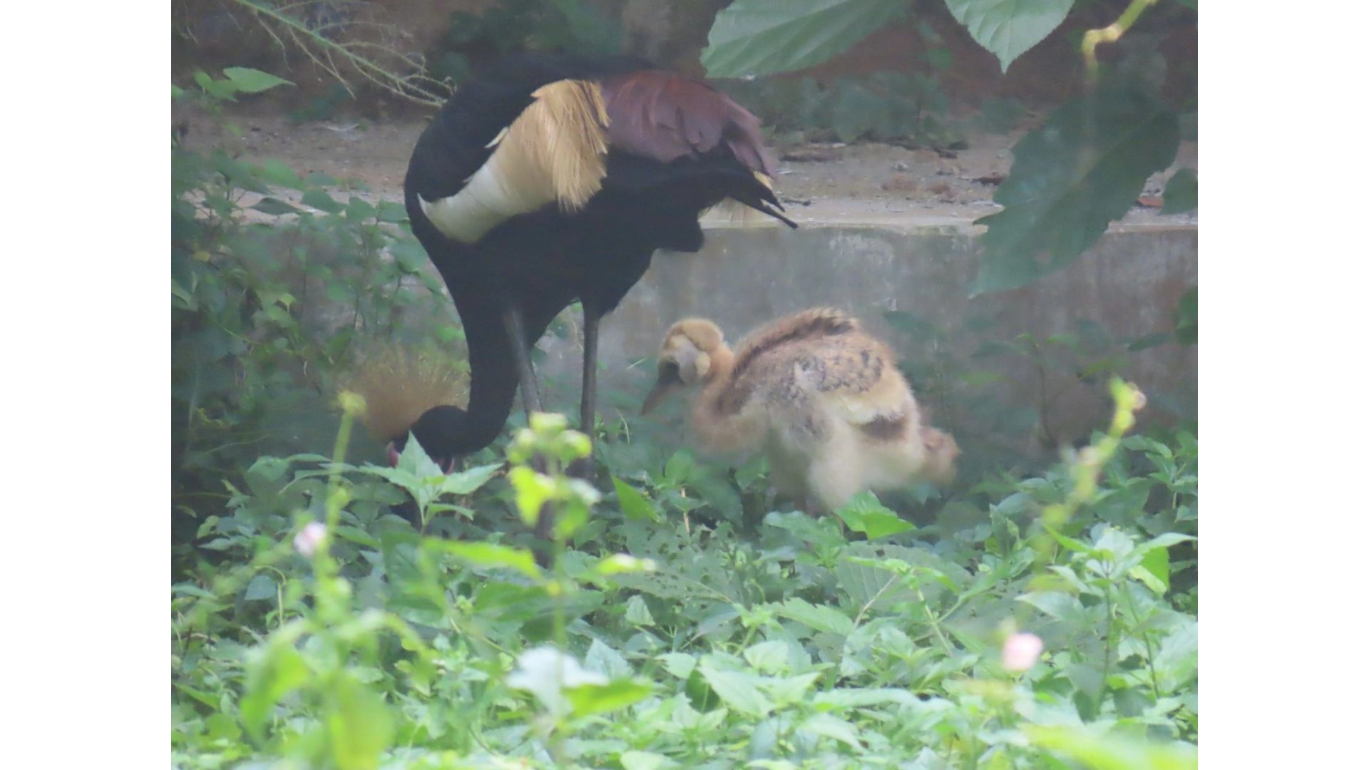 উগান্ডার জাতীয় পাখি ক্রাউন্ড  ক্রেনের ছানার জন্ম