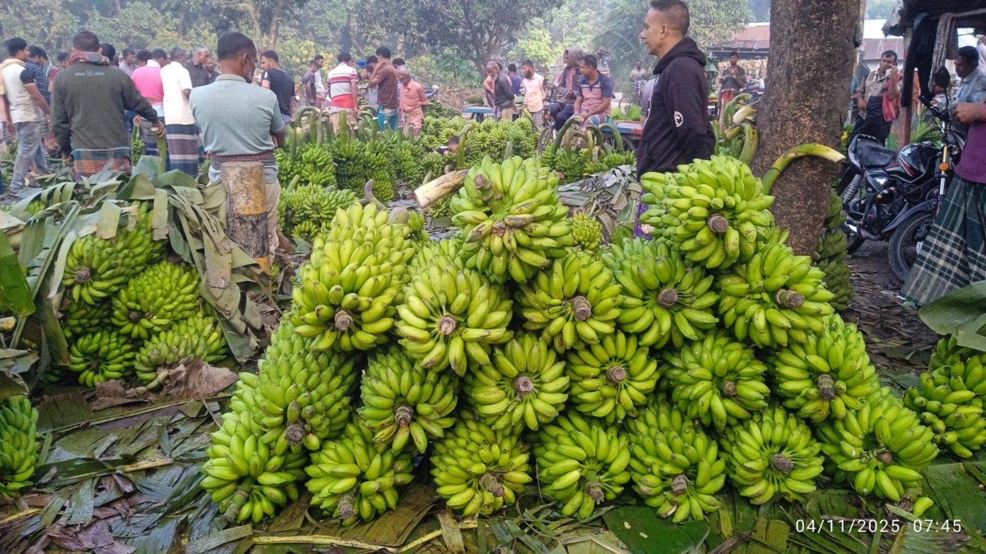 আমের পর নতুন সম্ভাবনা কলা
