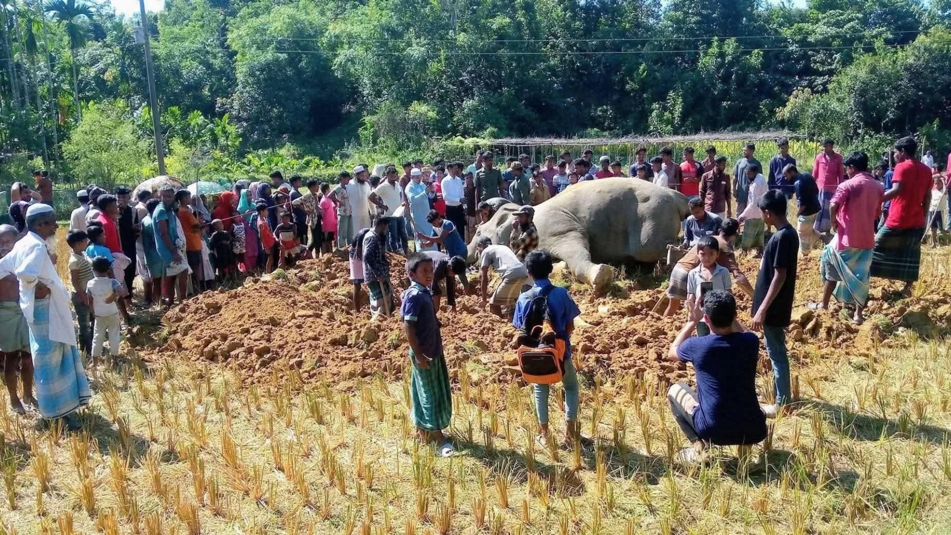 অবৈধ বৈদ্যুতিক ফাঁদে  বন্যহাতির মৃত্যু