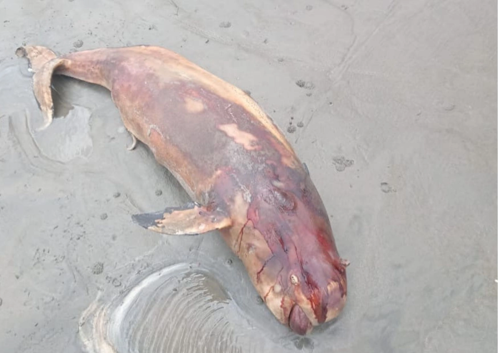 সৈকতে ভেসে এলো মৃত ইরাবতী ডলফিন