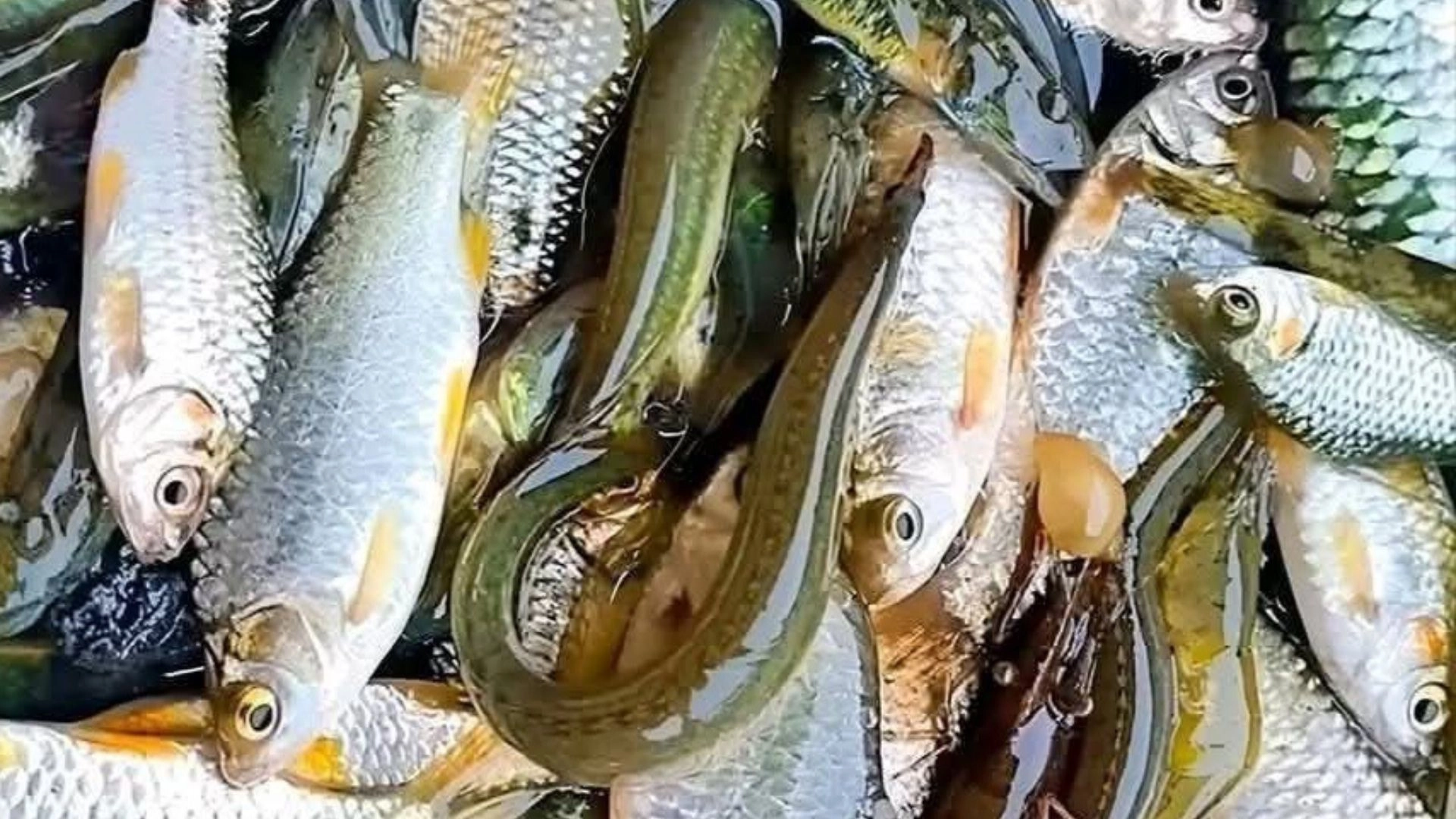 তাড়াইলে বিলুপ্তির পথে  দেশীয় প্রজাতির মাছ