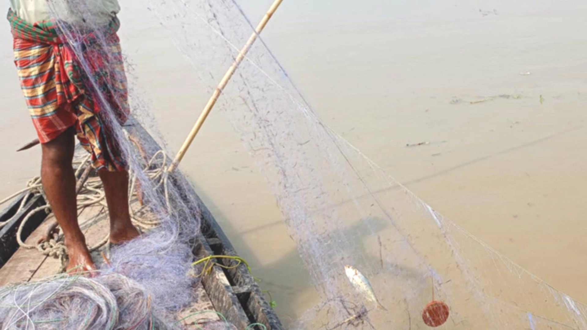 পদ্মায় অবাধে ইলিশ শিকার