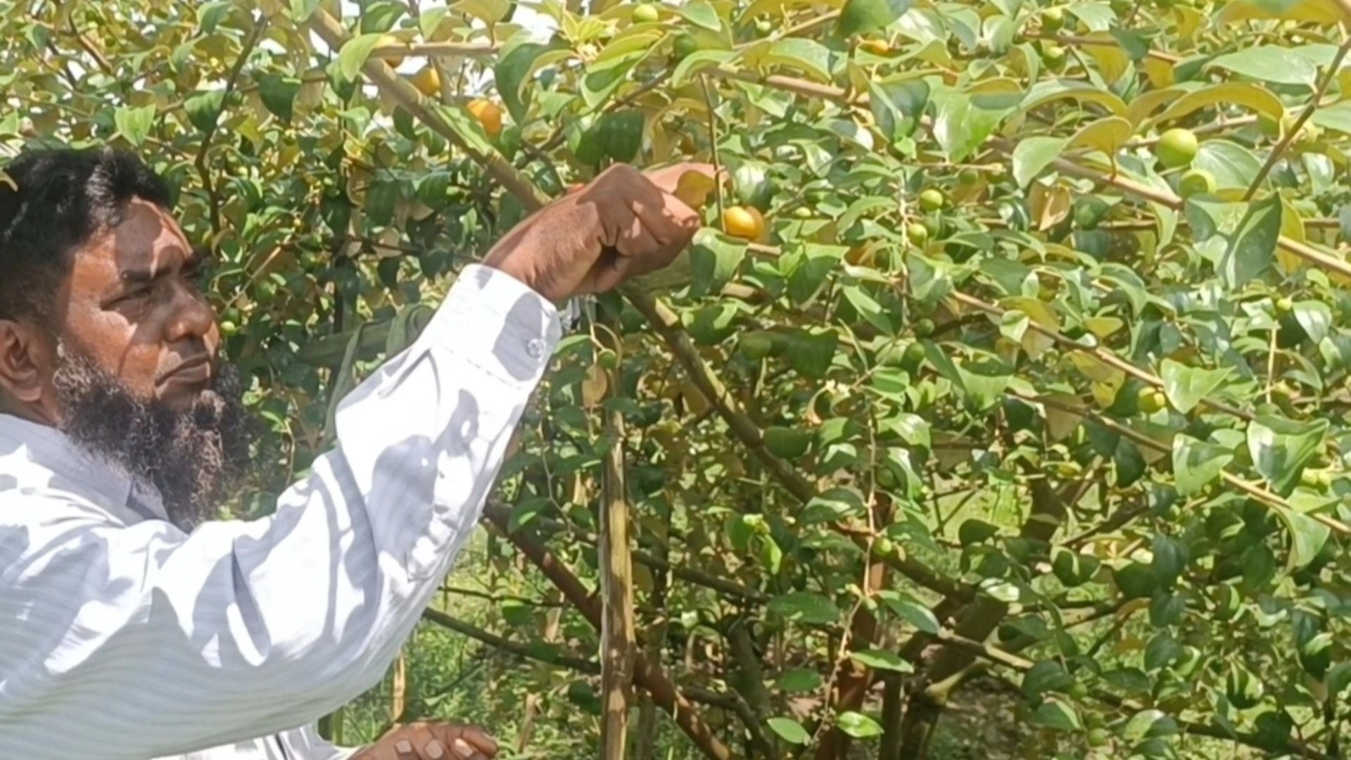 বারোমাসি টক কুল চাষে  স্বাবলম্বী মাজেদ