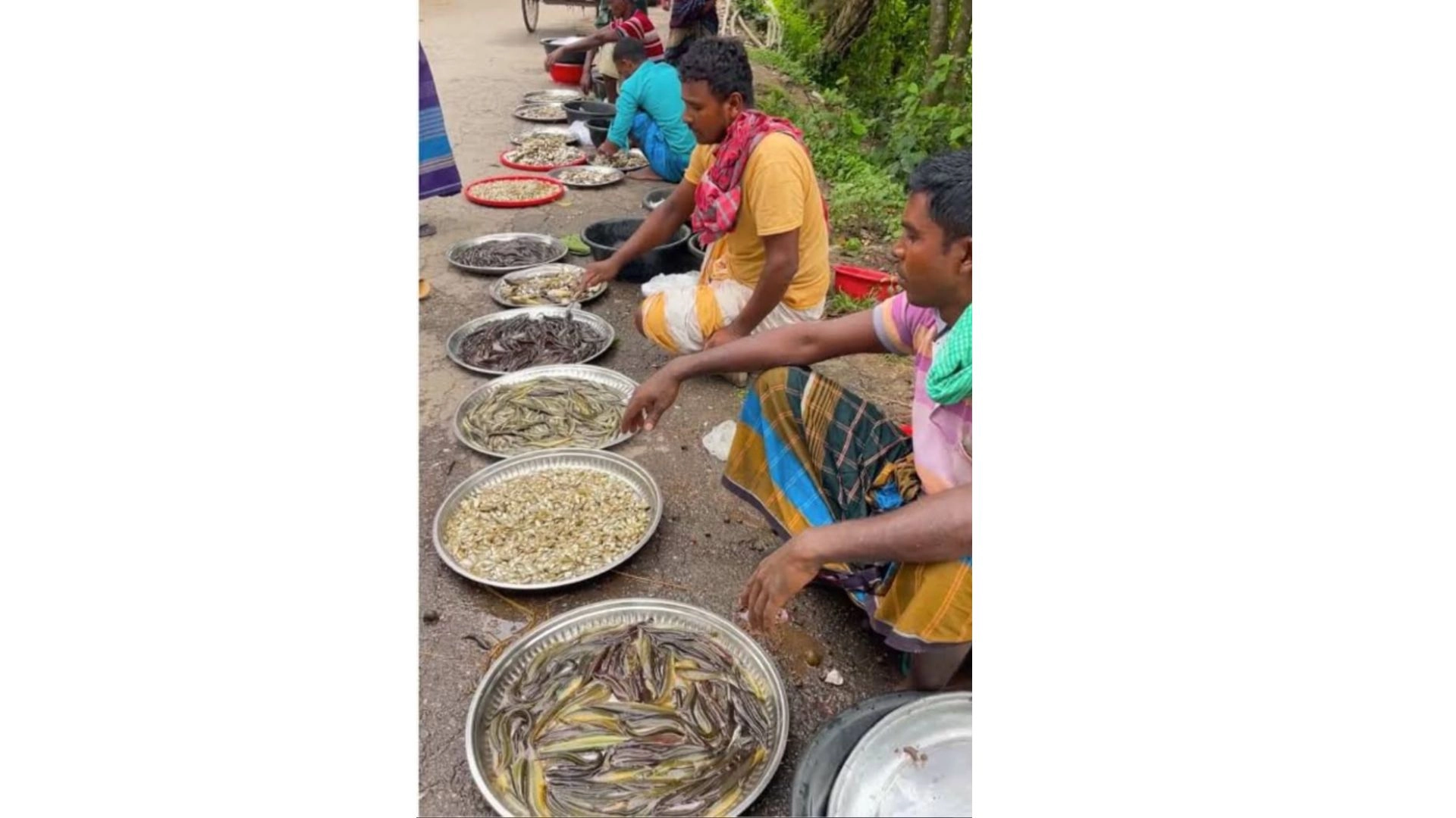 চলনবিলে দেশি মাছের আকাল