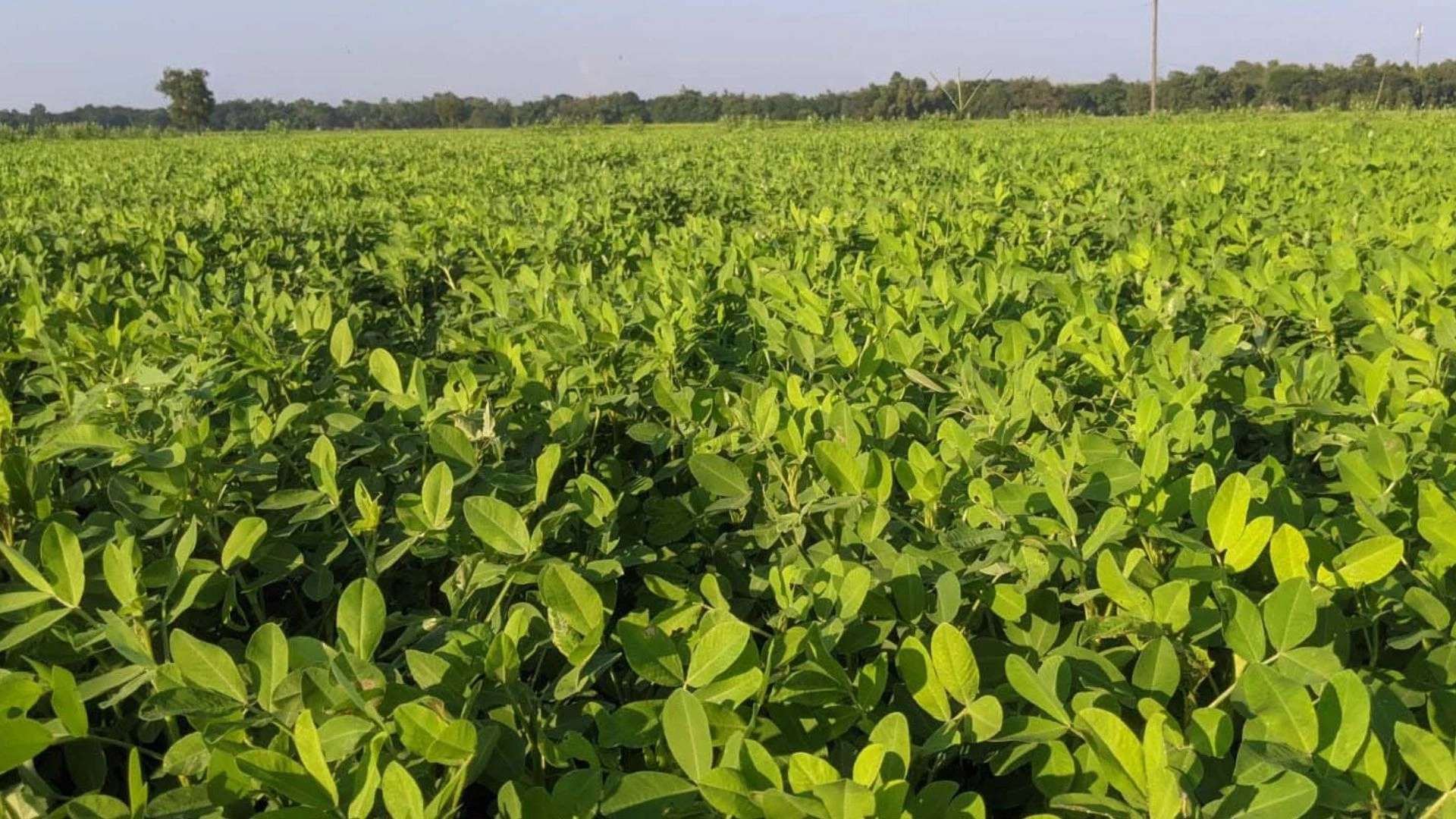 চরাঞ্চলে বাড়ছে চীনাবাদামের আবাদ