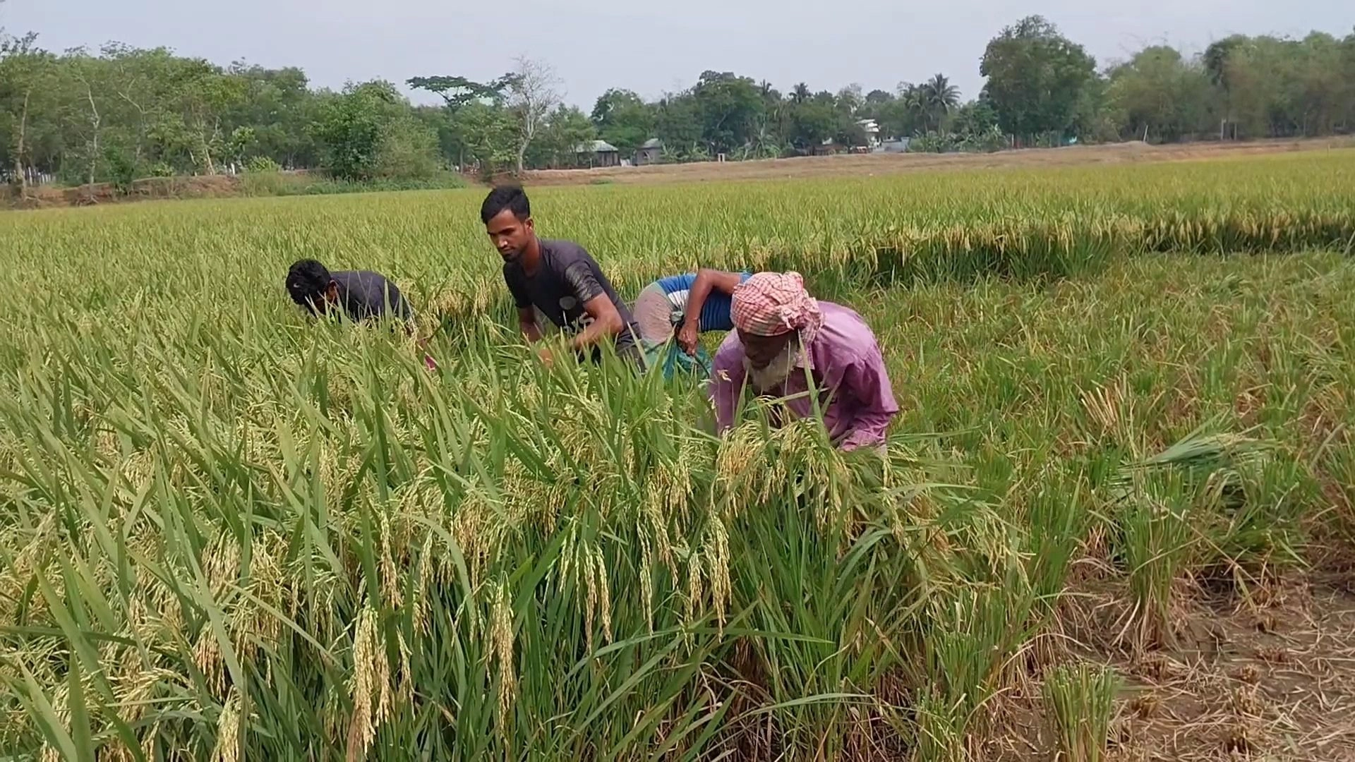 ফলন ও দামে খুশি কৃষক