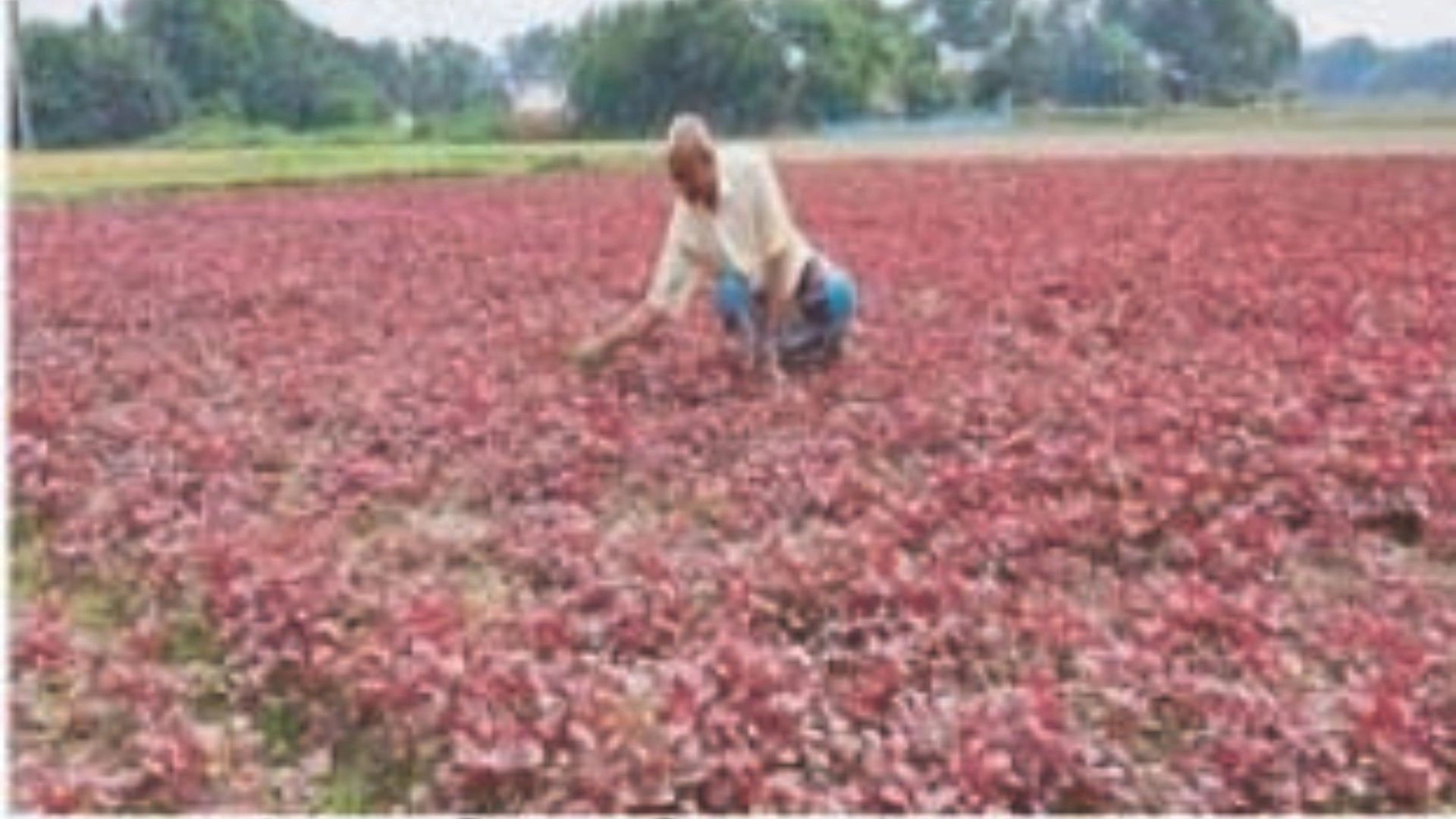 দাউদকান্দিতে শীতকালীন  সবজি চাষে ব্যস্ত কৃষকরা