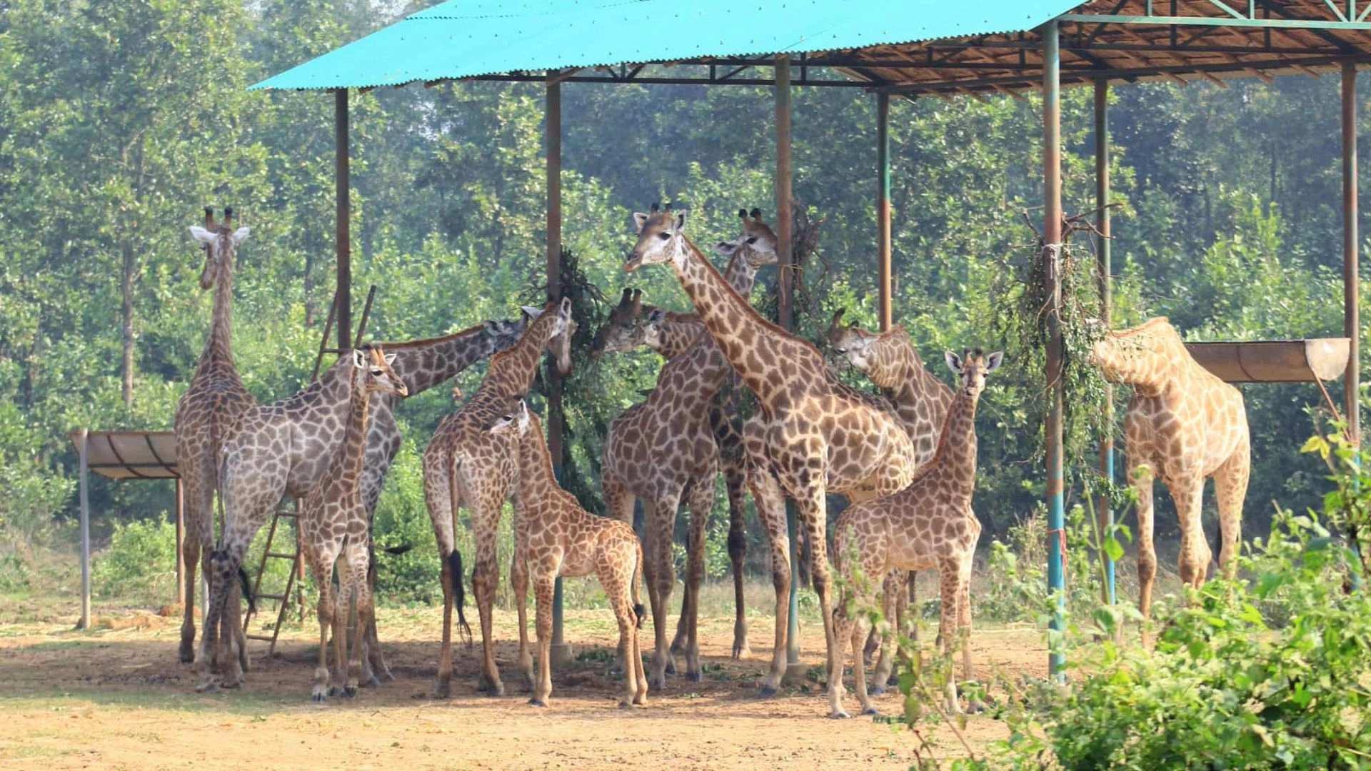 জিরাফশূন্য গাজীপুর  সাফারি পার্ক