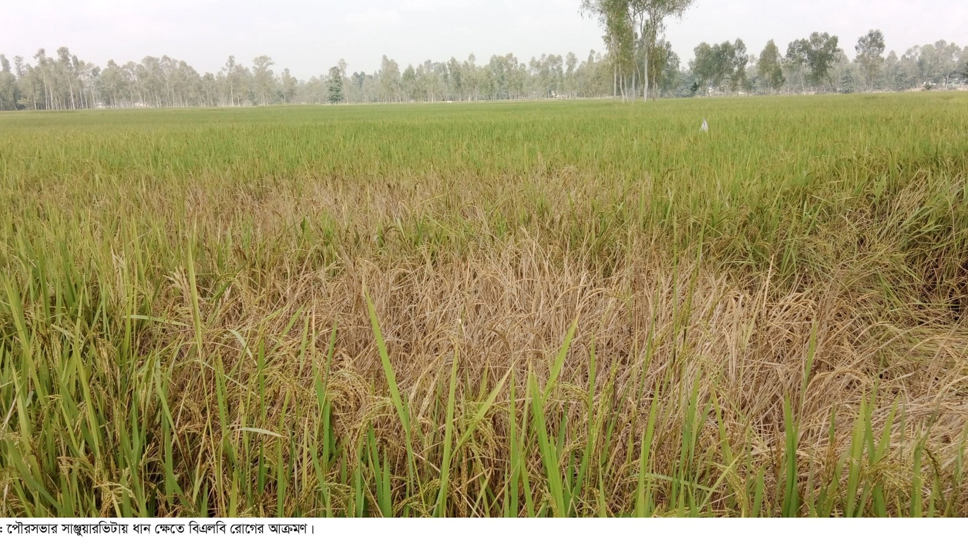 পাতা পোড়া রোগে পুড়ছে কৃষকের স্বপ্ন