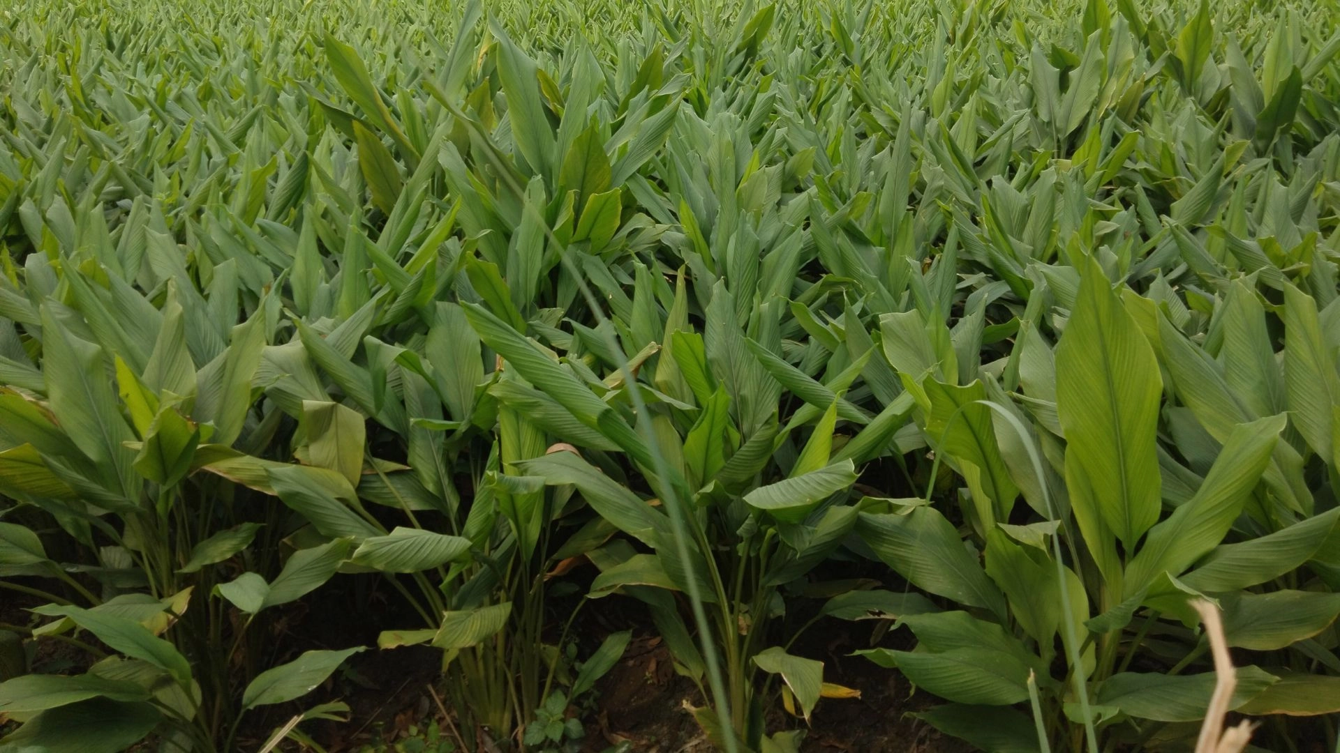 হরিপুরে হলুদ চাষে  ঝুঁকছেন কৃষক