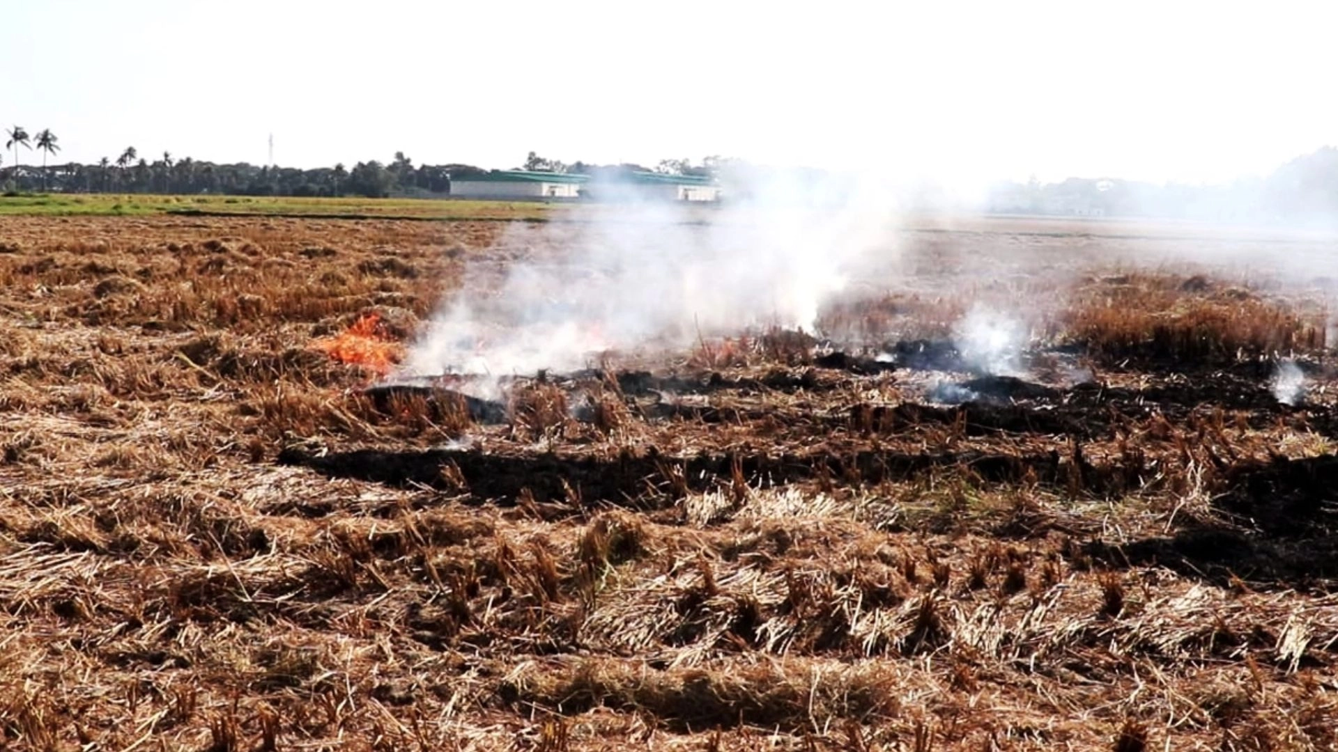 বিএডিসির ৩০০ একর জমির খড় পুড়িয়ে ছাই