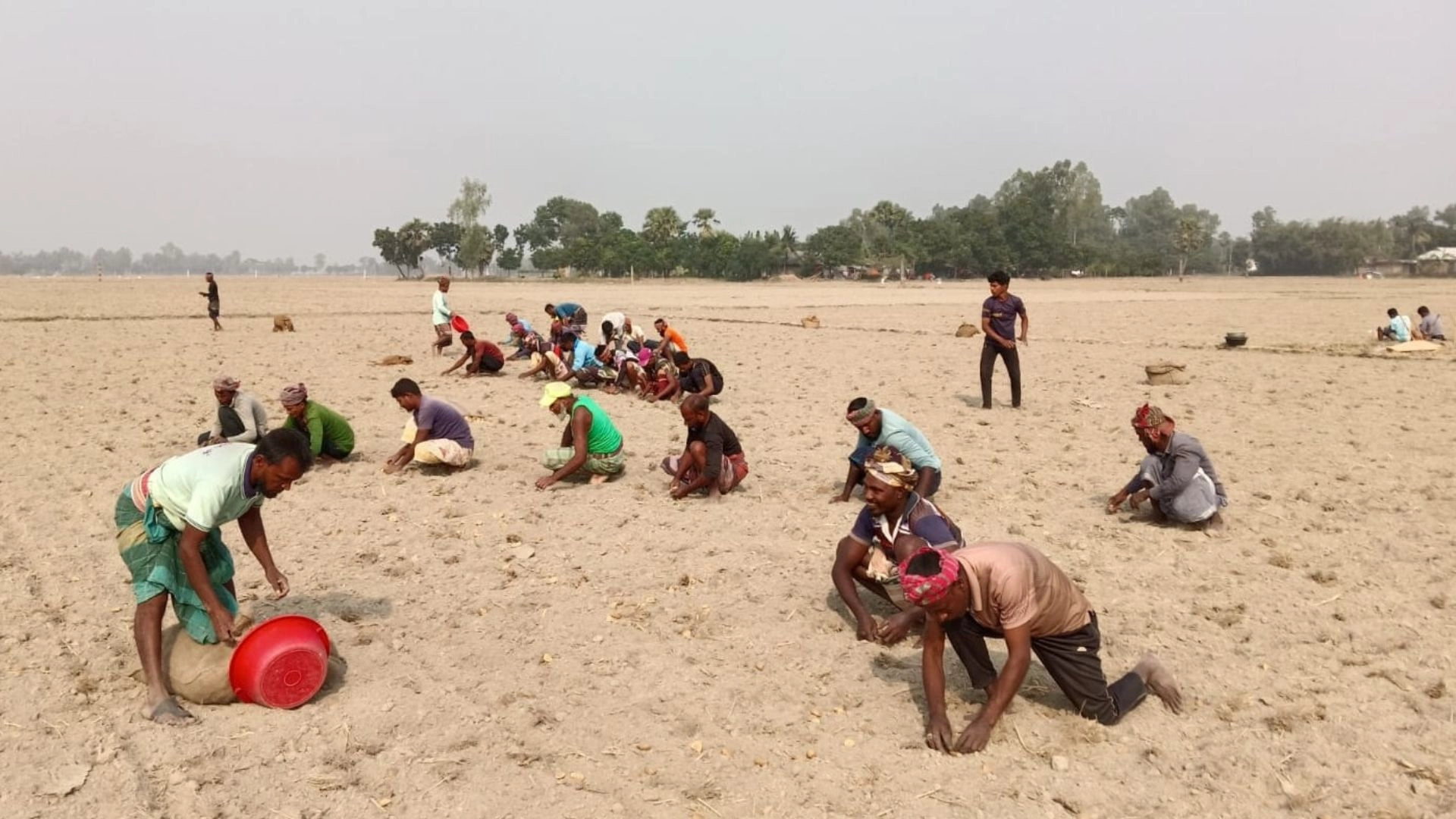 লোকসানের বোঝা মাথায়  নিয়ে চলছে আলু চাষ