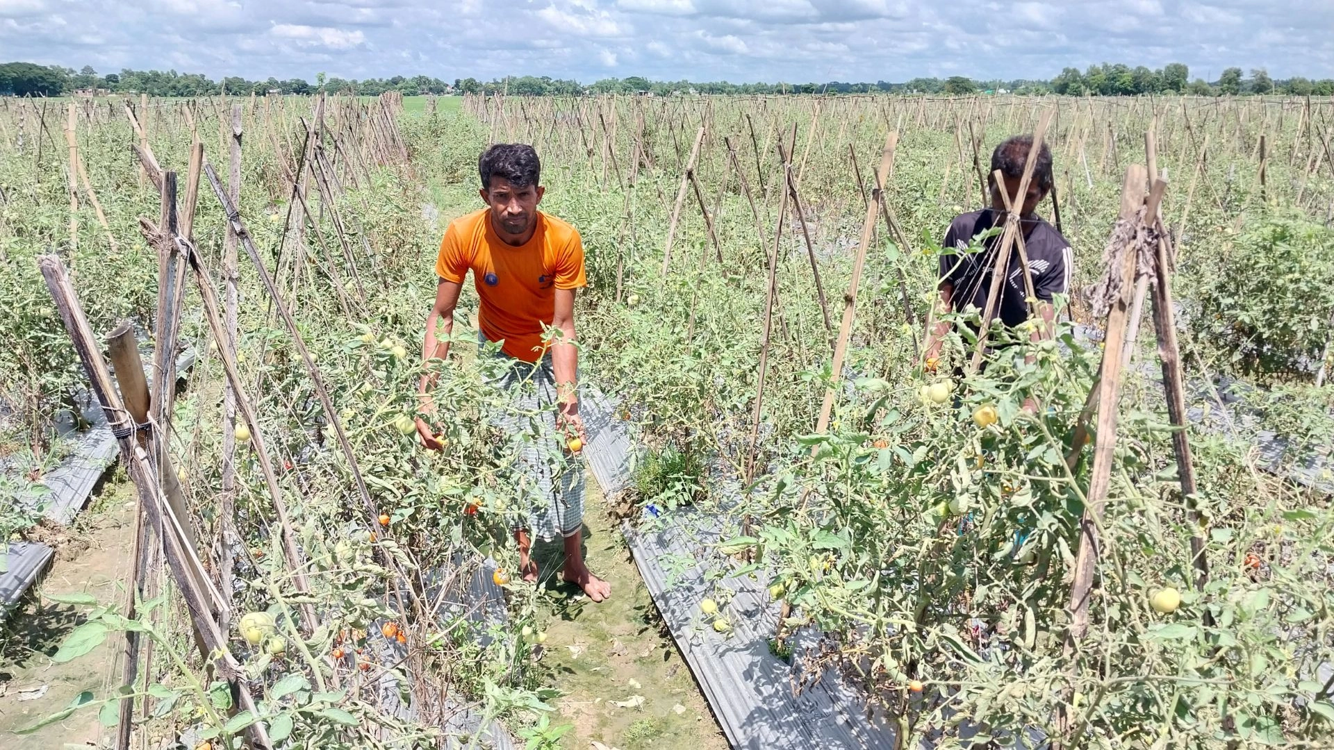 গ্রীষ্মকালীন টমেটো চাষে  কৃষকের সাফল্য