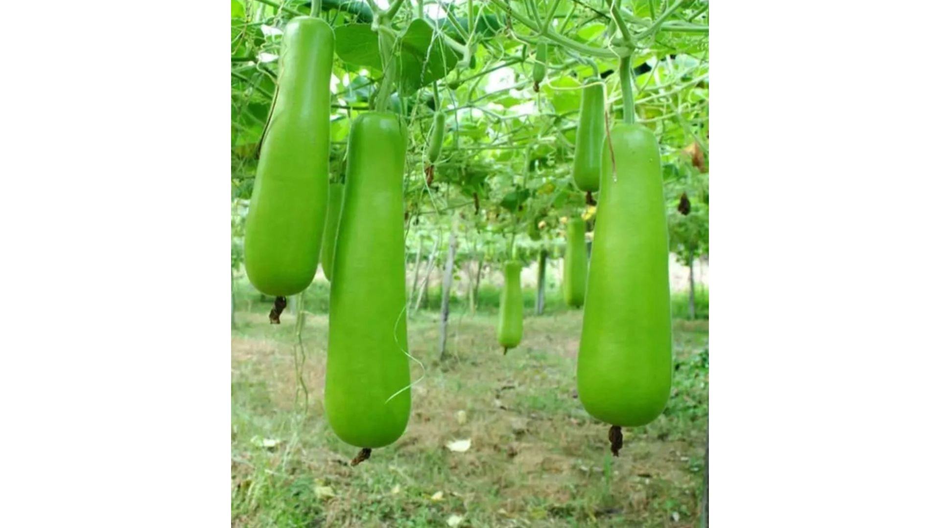 হাজারি লাউয়ে ভাগ্য  বদলাচ্ছে কৃষকের