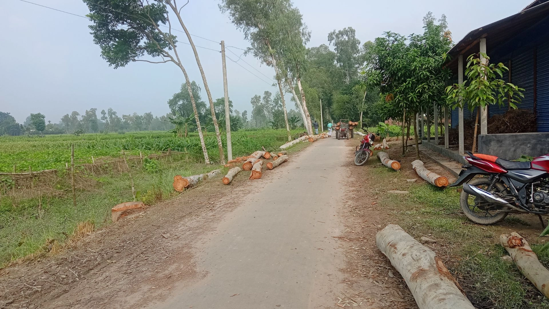 টেন্ডারে রাস্তার ২ হাজার গাছ বিক্রি