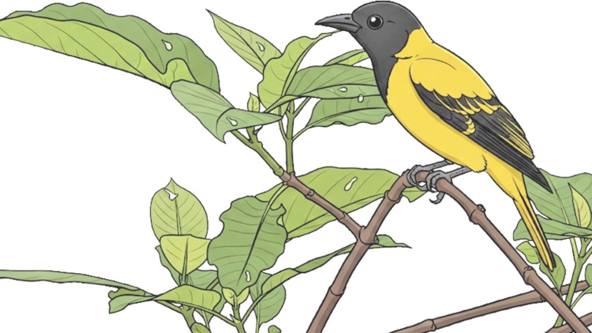 কুটুম পাখি