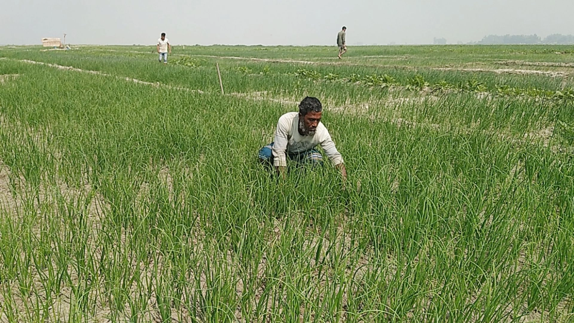 যমুনার বুকে সবুজ বিপ্লব